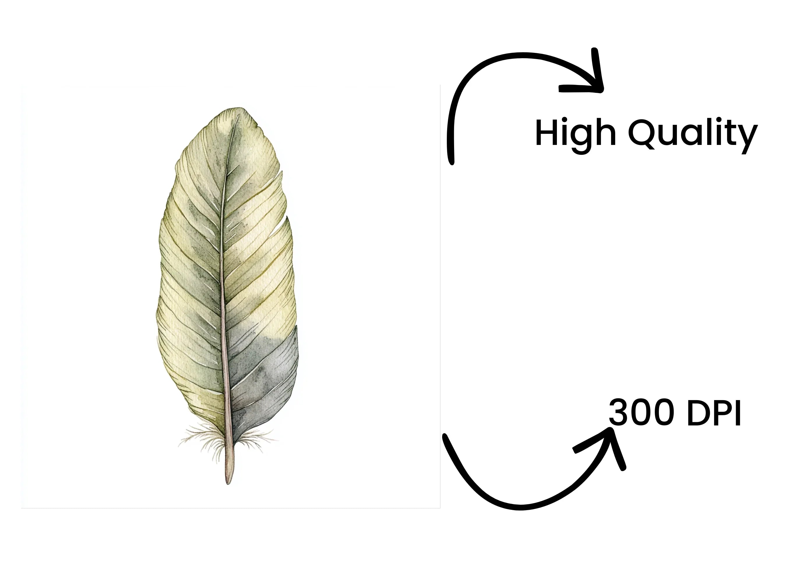 Feathers Clipart Bundle