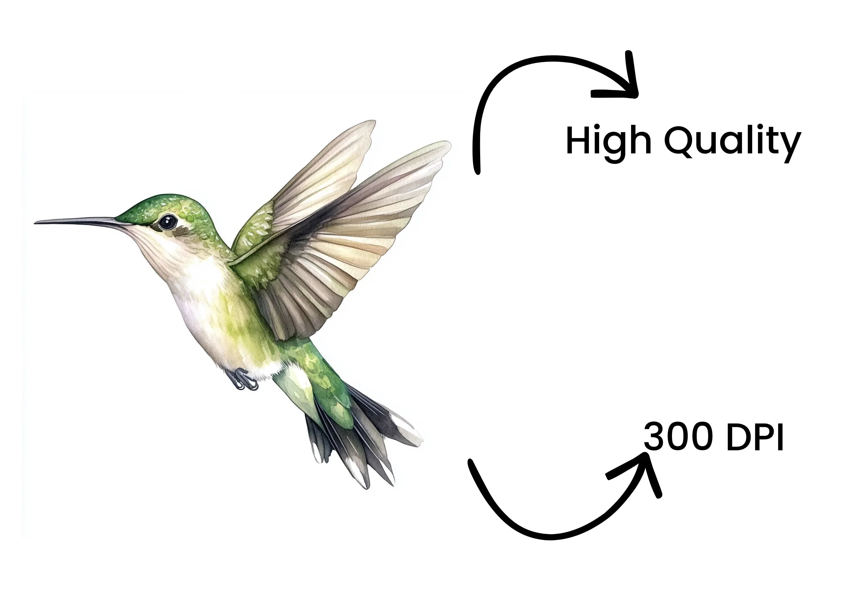Graceful Hummingbirds Clipart Bundle