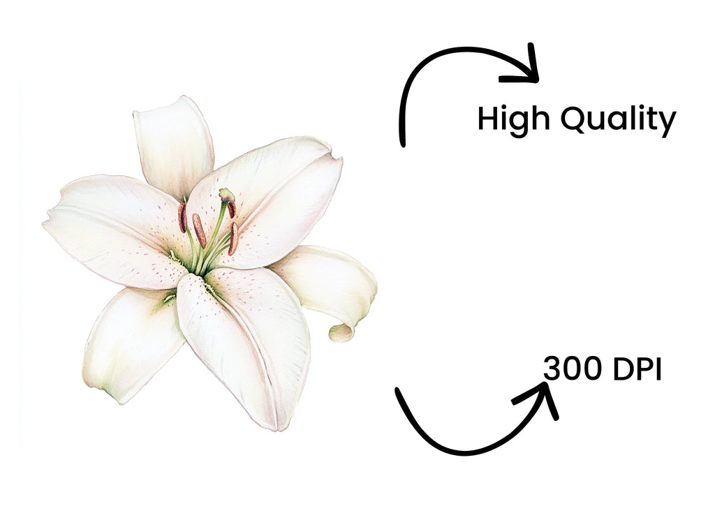 Elegant White Lily Flower Clipart Bundle