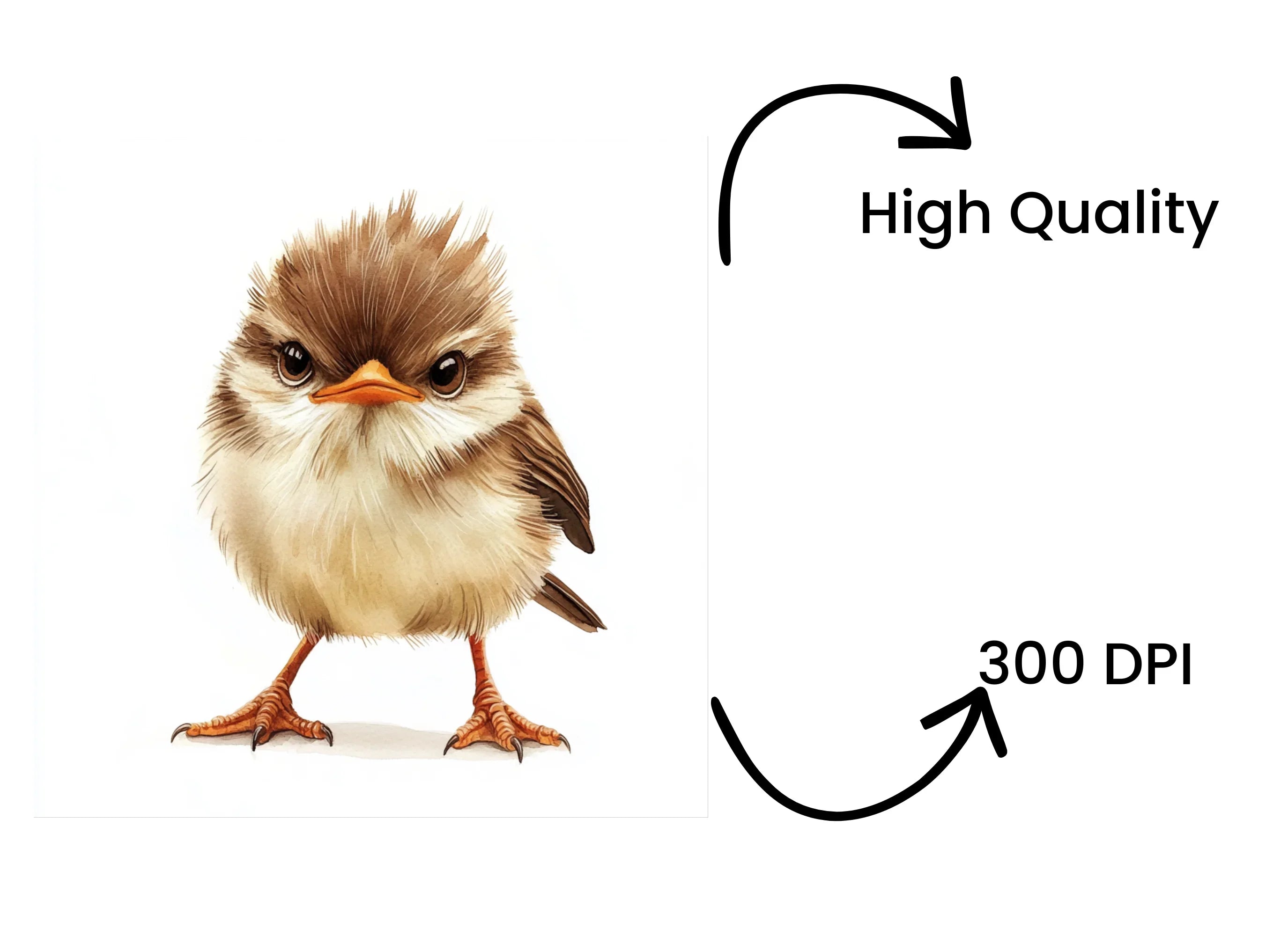 Cute Fluffy Bird Clipart Bundle
