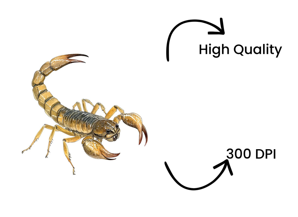 Scorpion Illustration Clipart Bundle