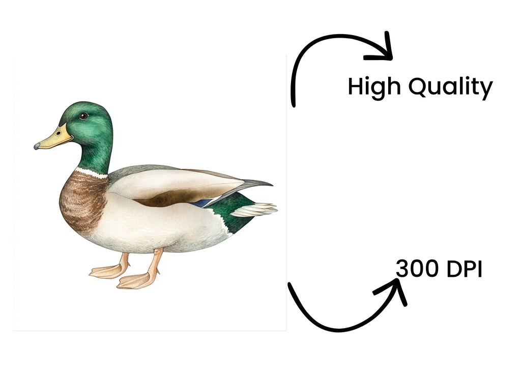 Majestic Mallard Duck Clipart Bundle