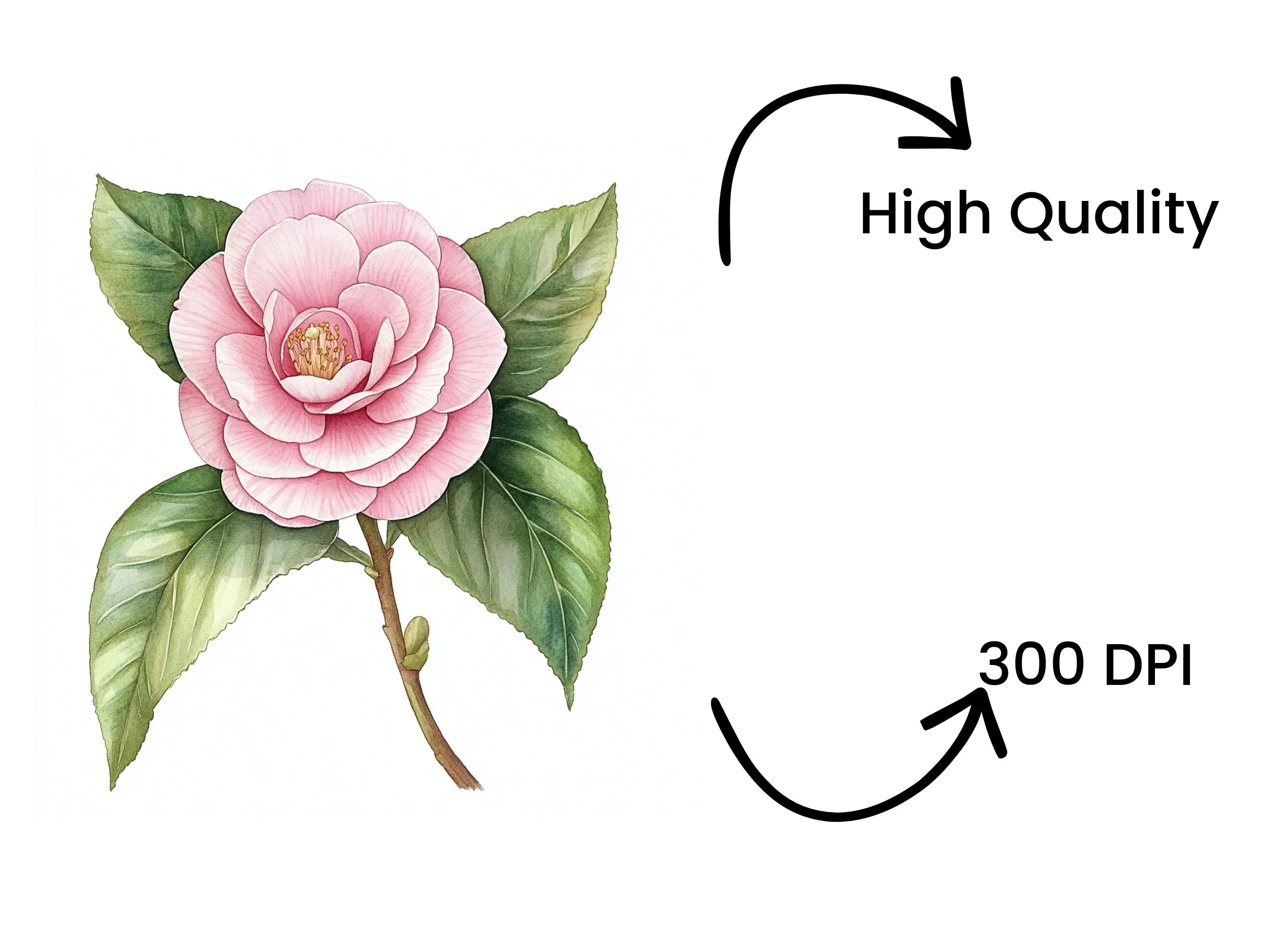 Elegant Pink Camellia Flower Clipart Bundle