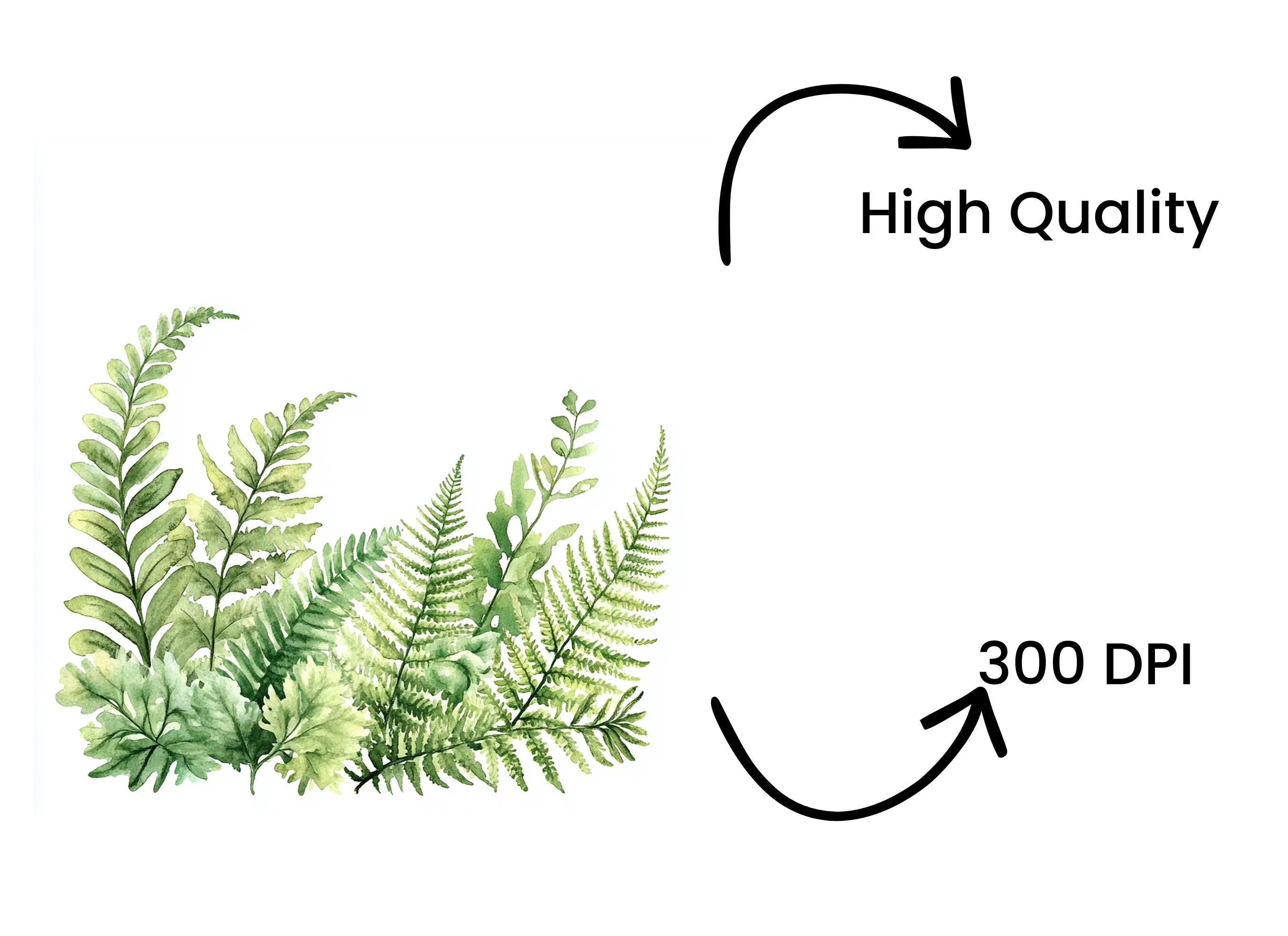 Fern Clipart Bundle