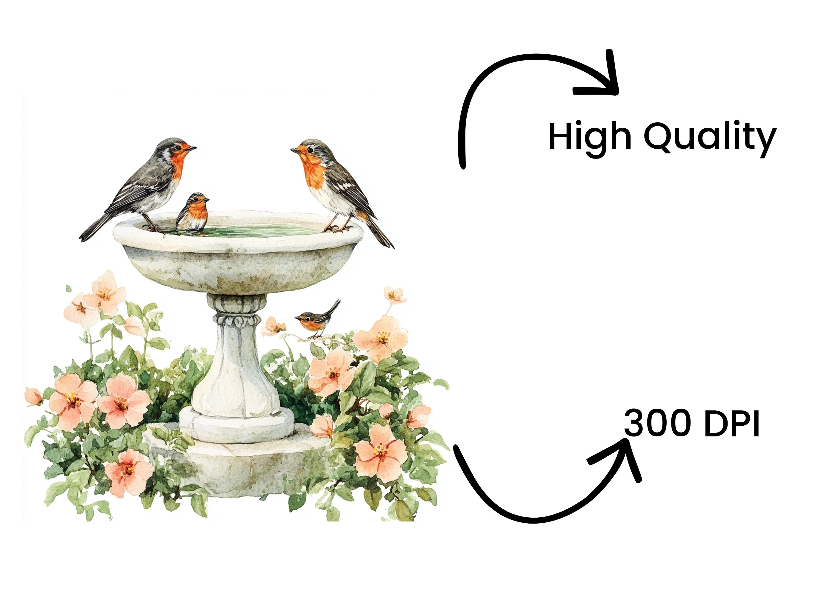 Robin Birds on Bird Bath Clipart Bundle