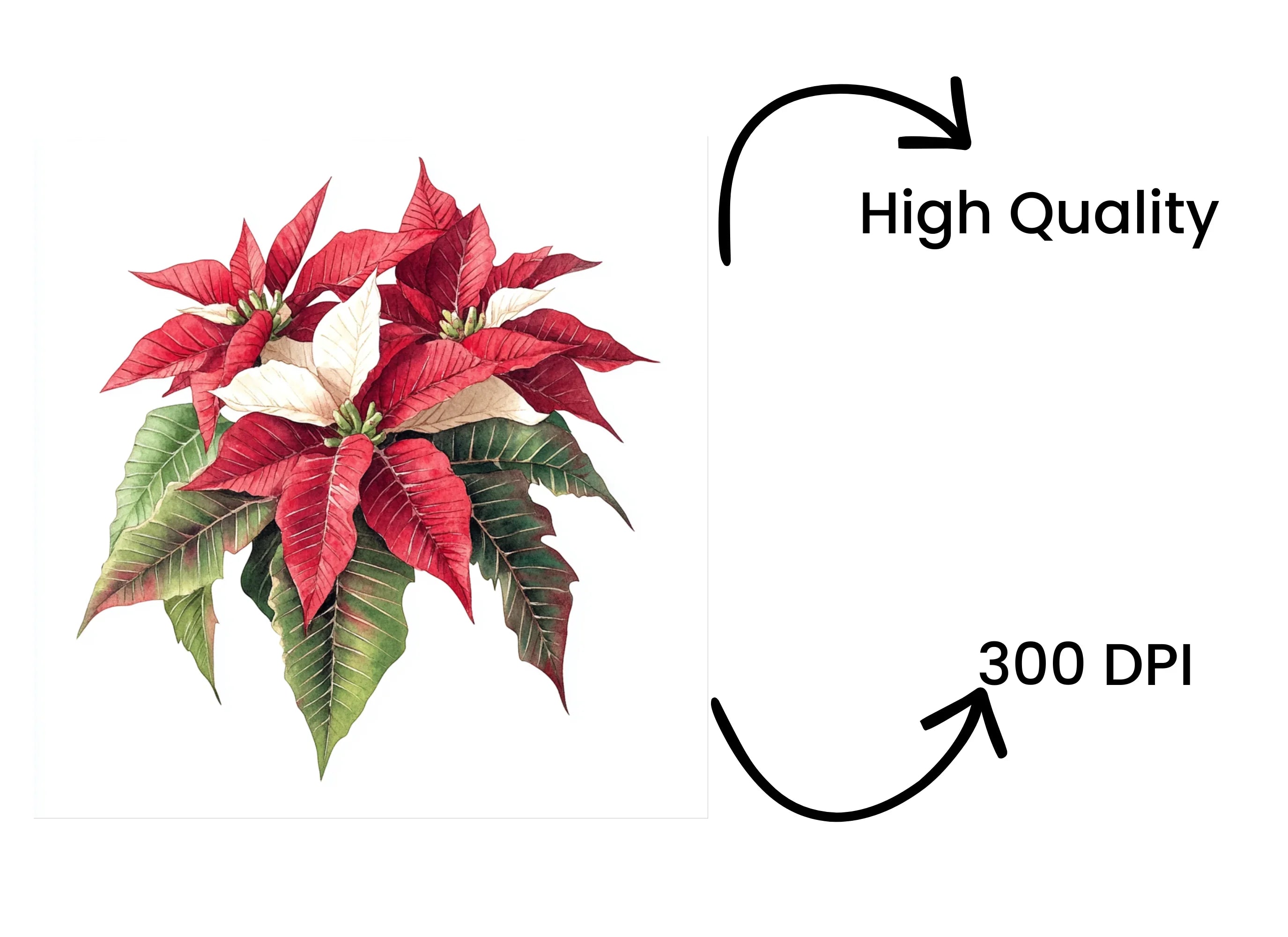 Poinsettia Clipart Bundle