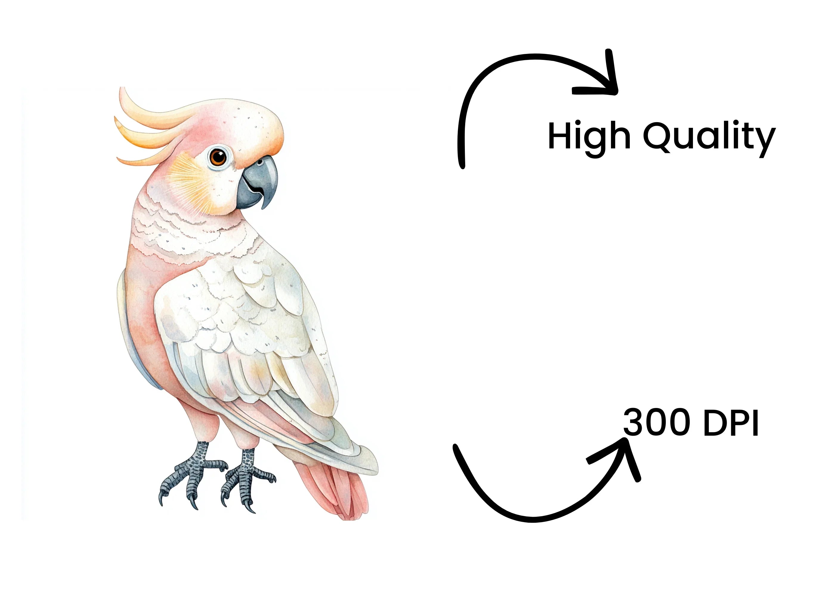 Pink and White Cockatoo Clipart Bundle