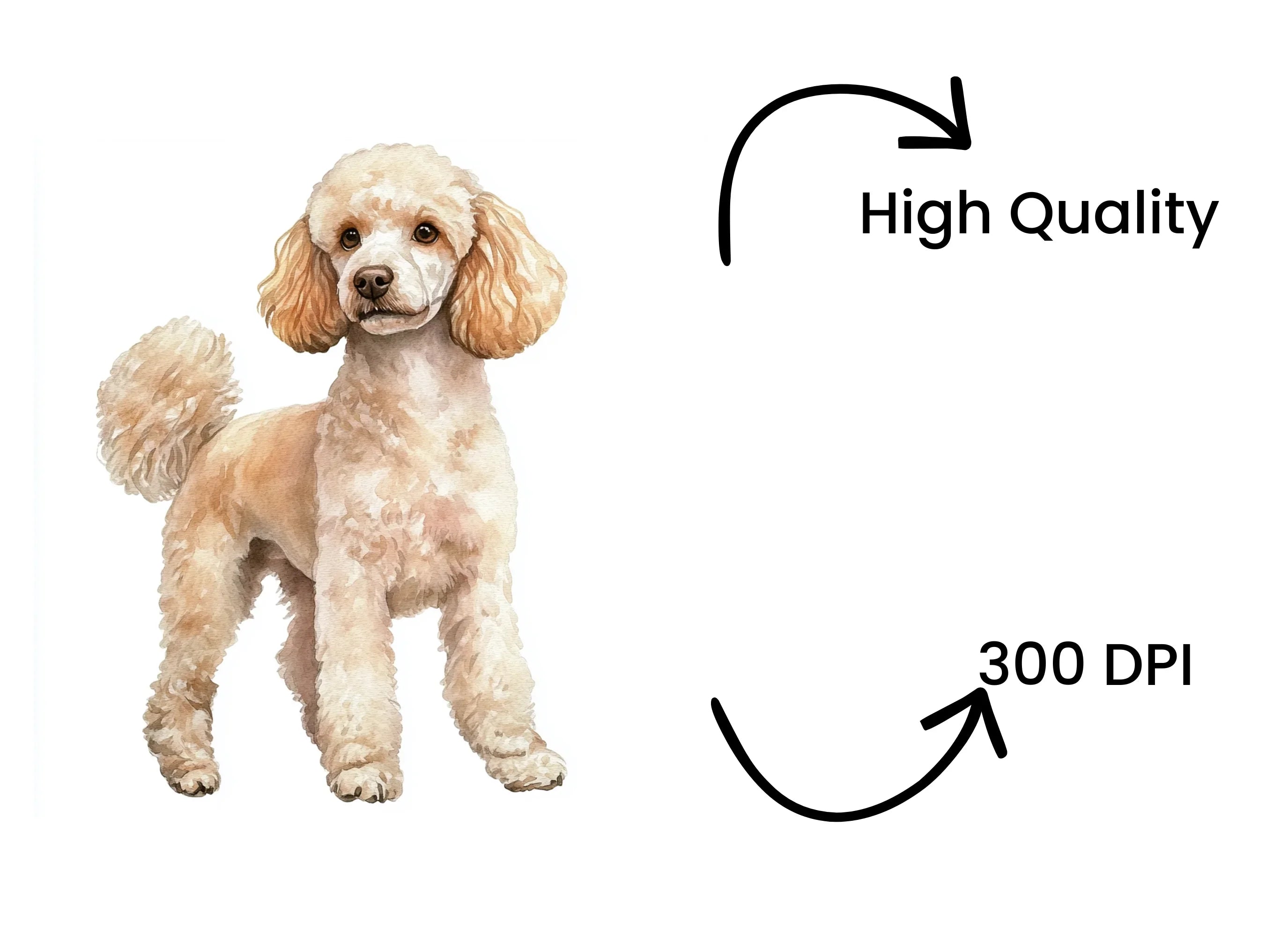 Elegant Poodle Dog Clipart Bundle