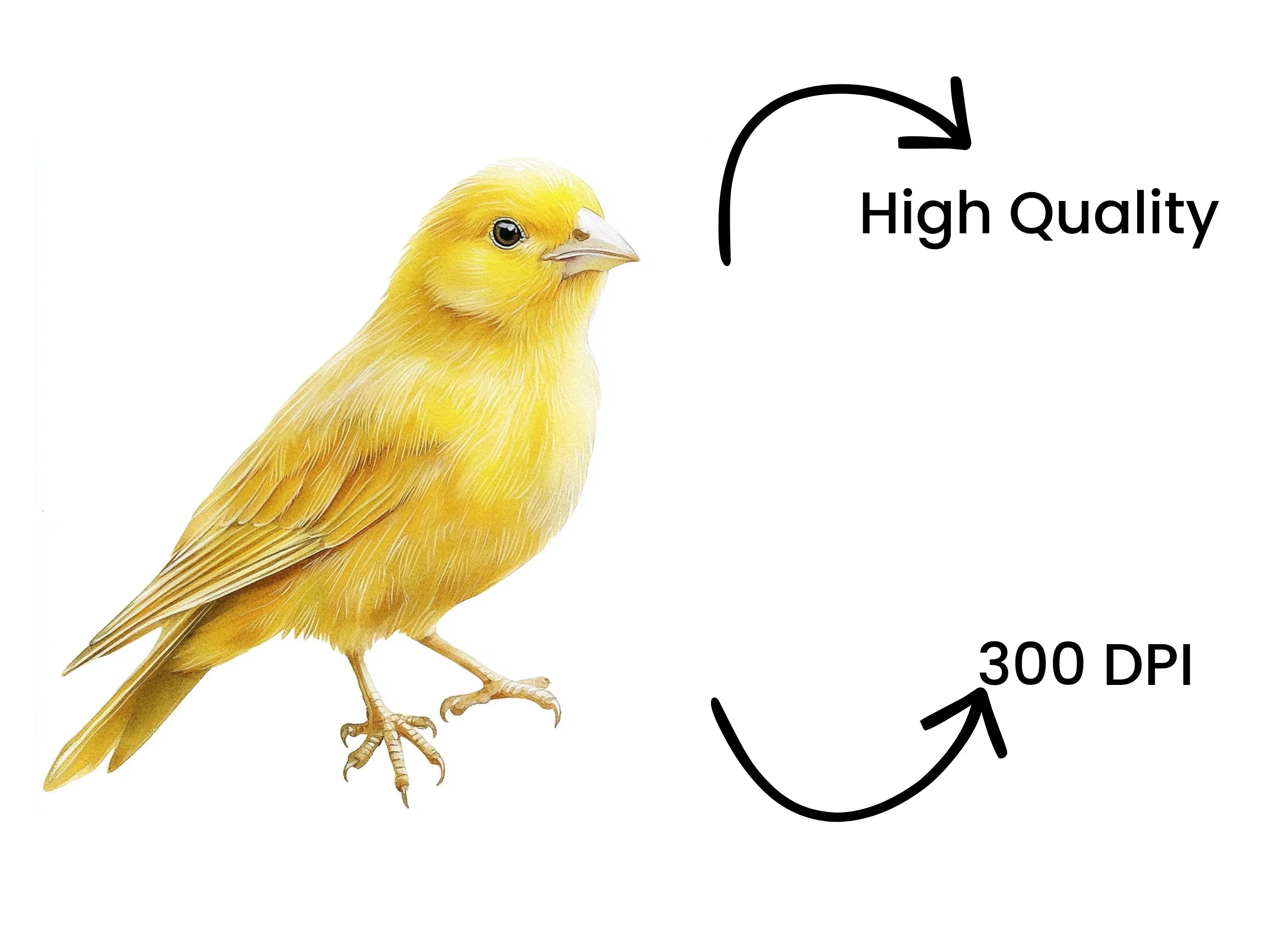 Vibrant Yellow Canary Bird Clipart Bundle