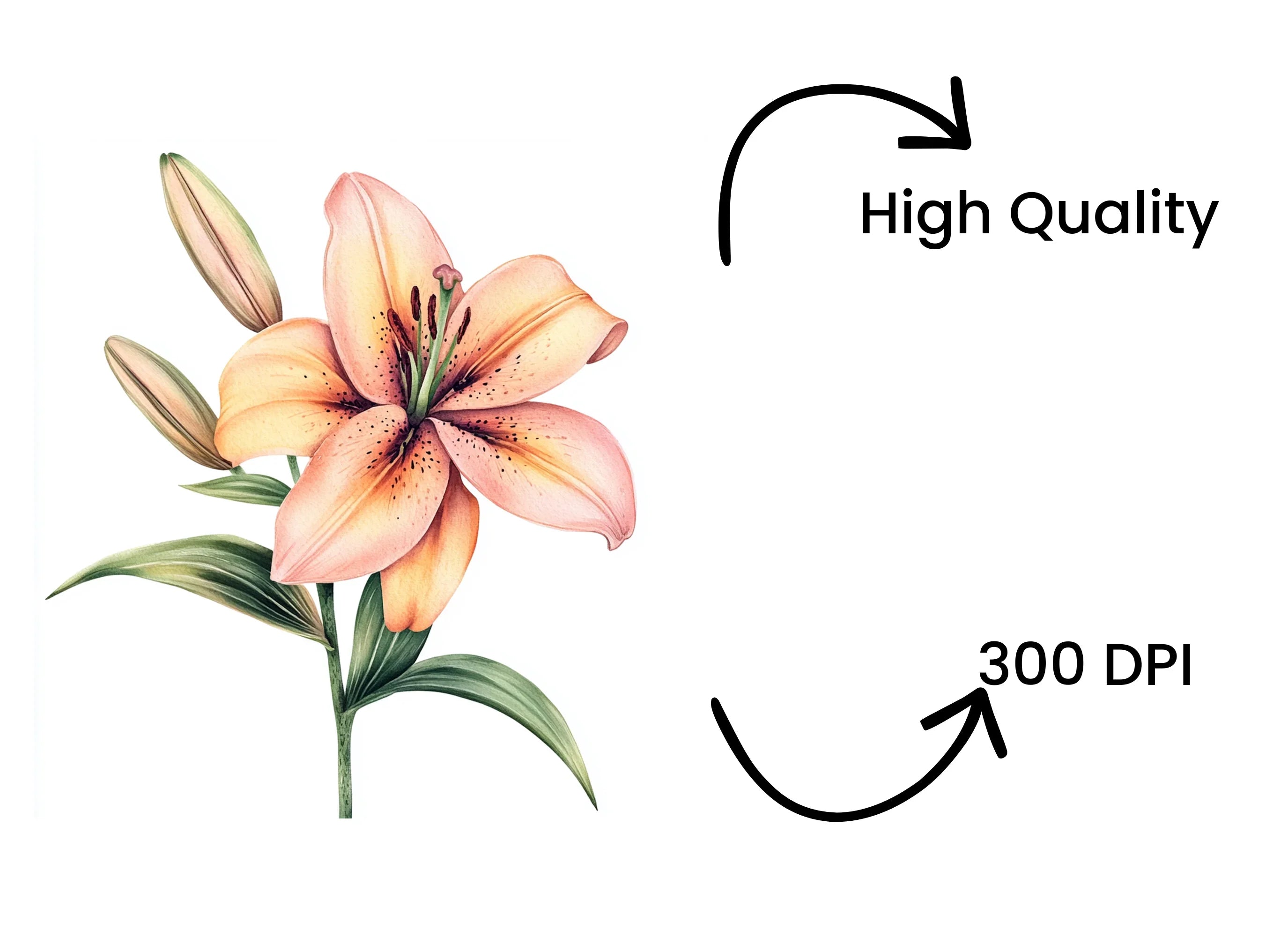 Vibrant Lily Flower Clipart Bundle