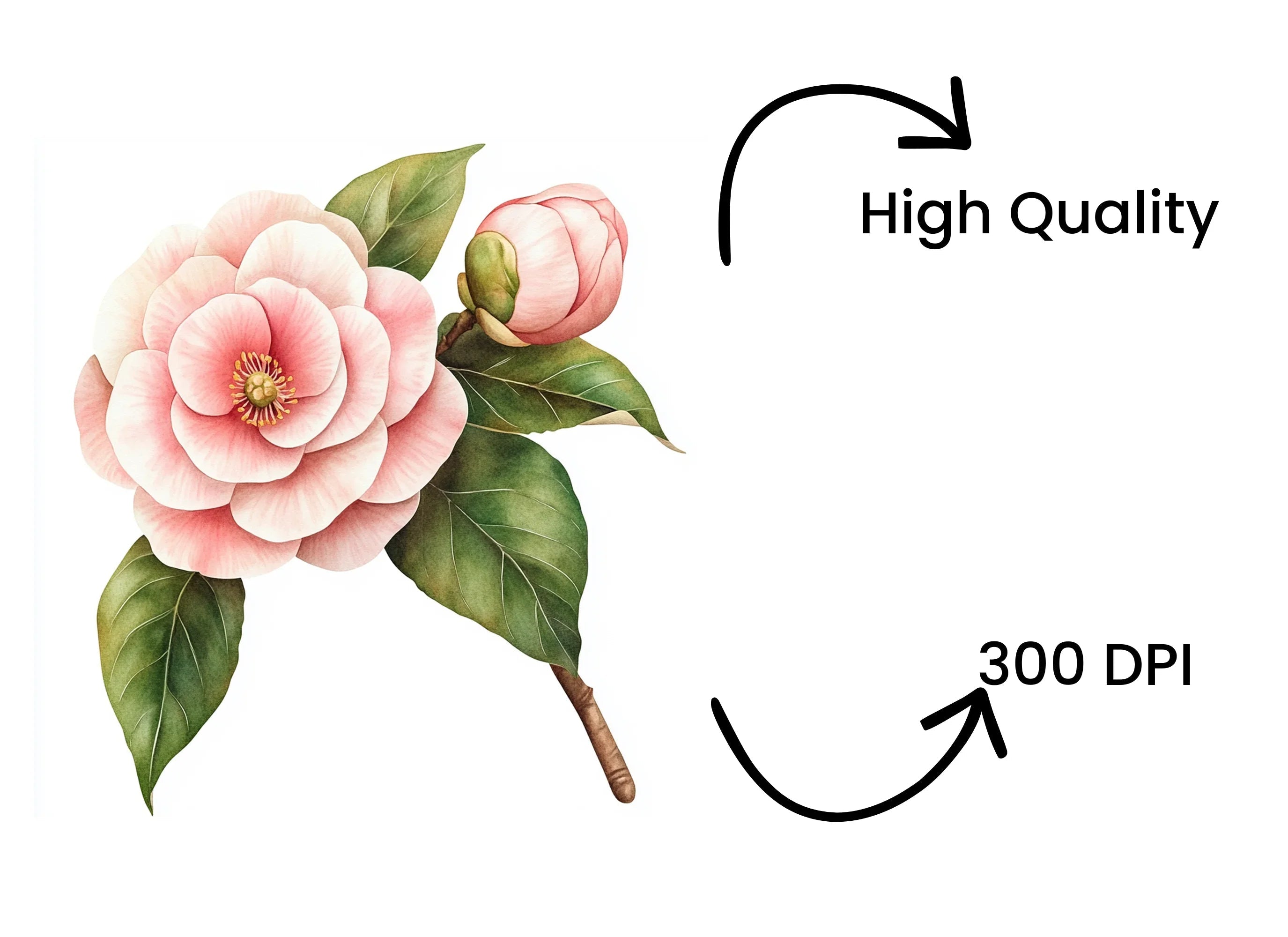 Camellia Blossom and Bud Clipart Bundle