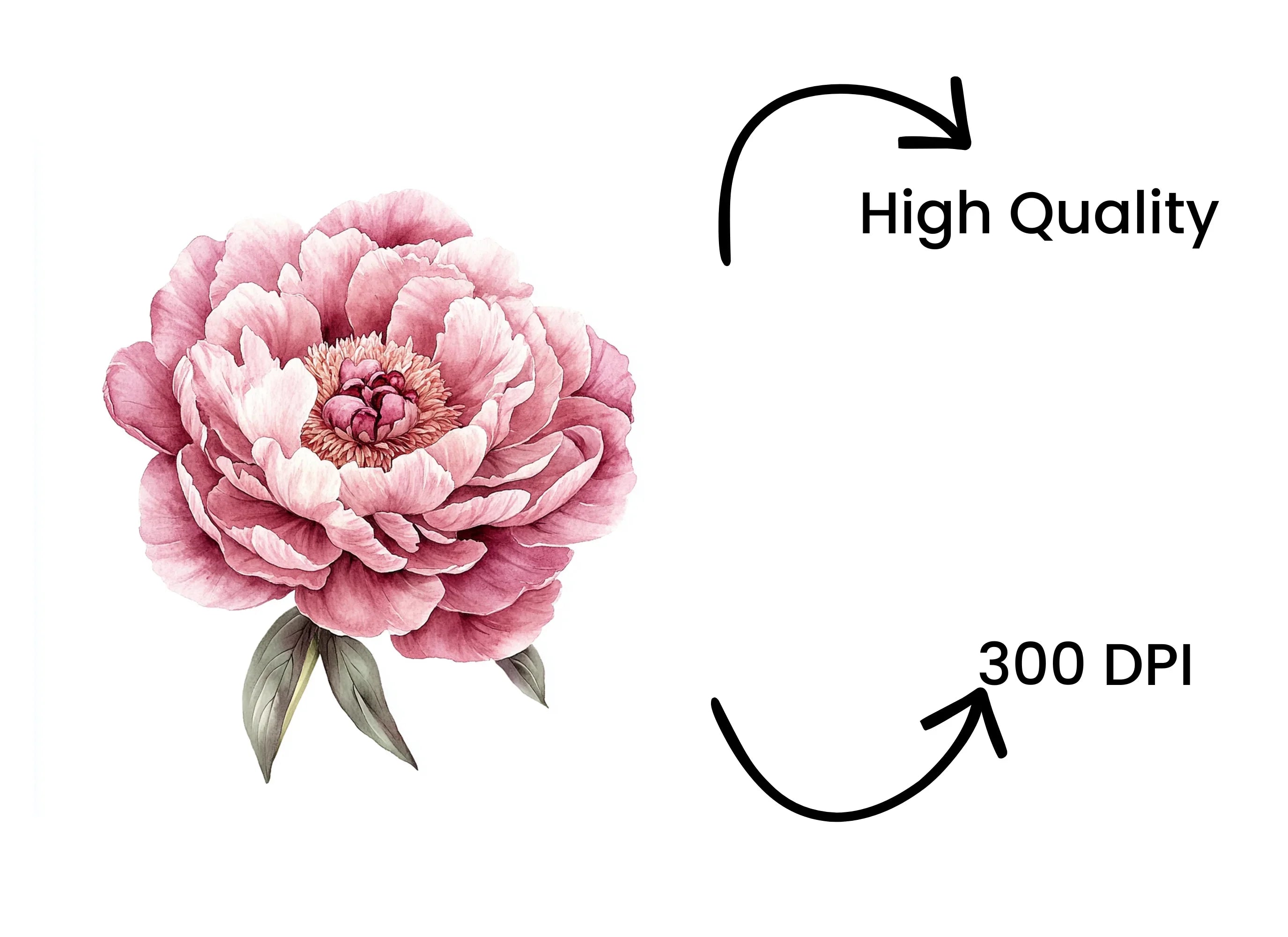 Elegant Pink Peony Blossom Clipart Bundle