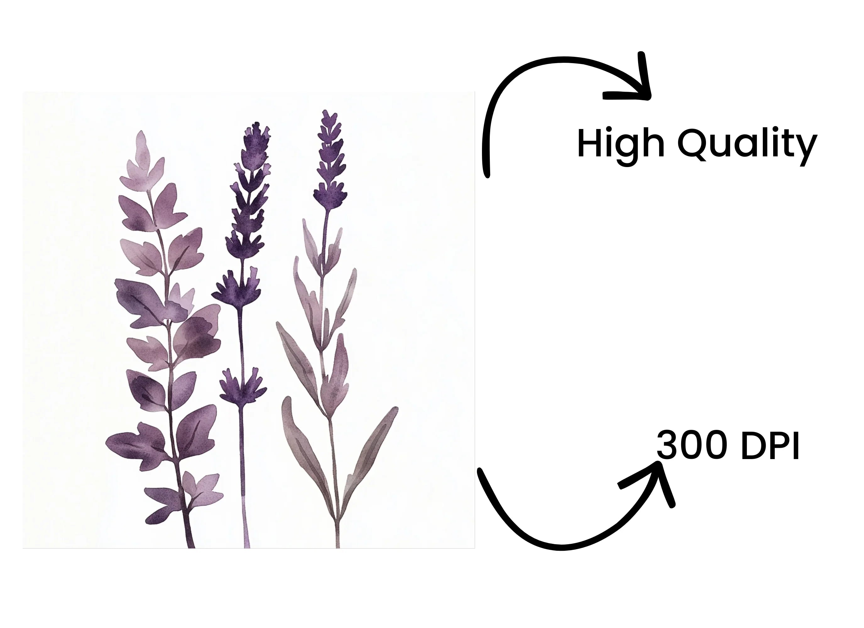 Lavender Clipart Bundle