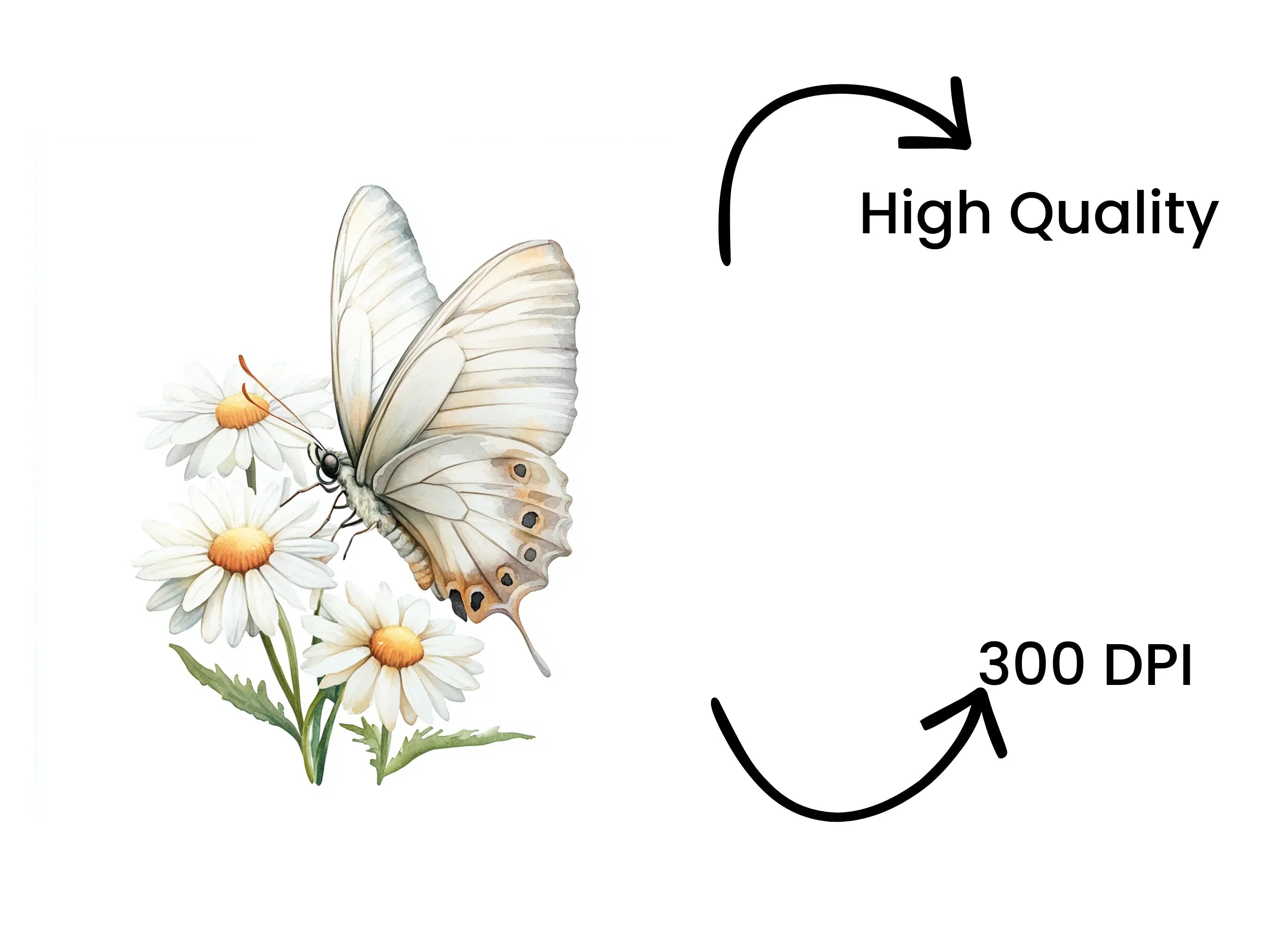 White Butterflies and Daisies Clipart Bundle