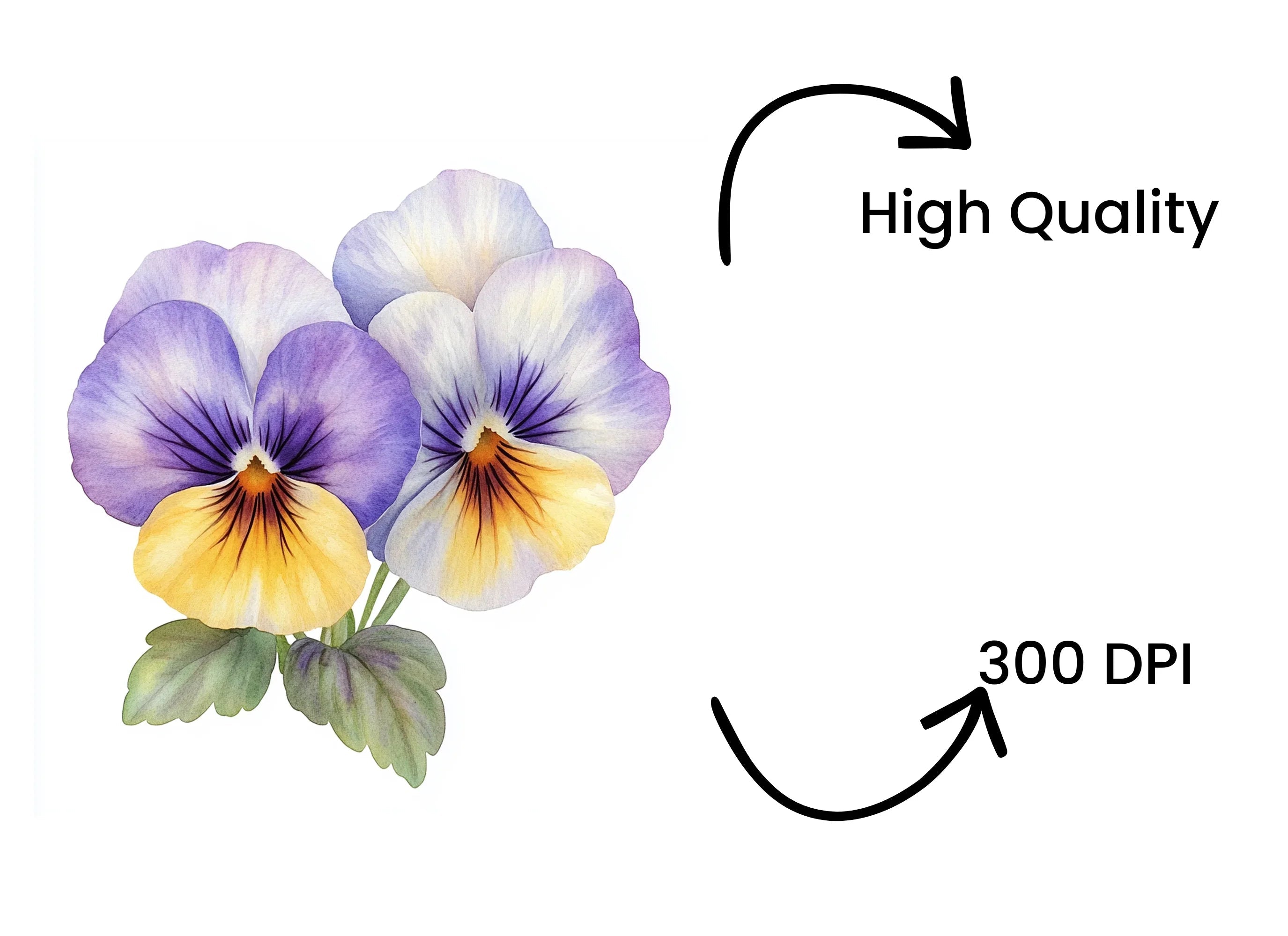 Delicate Purple Pansy Clipart Bundle
