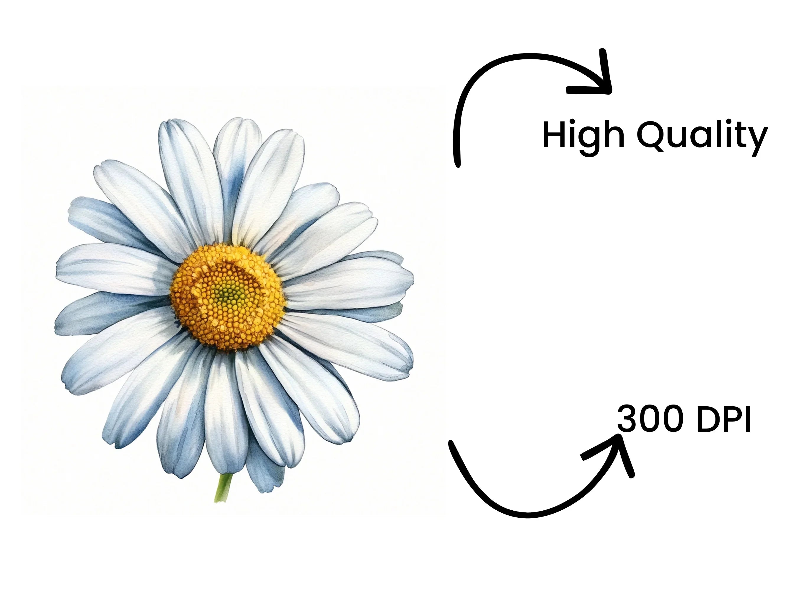 Beautiful Daisy Flower Clipart Bundle