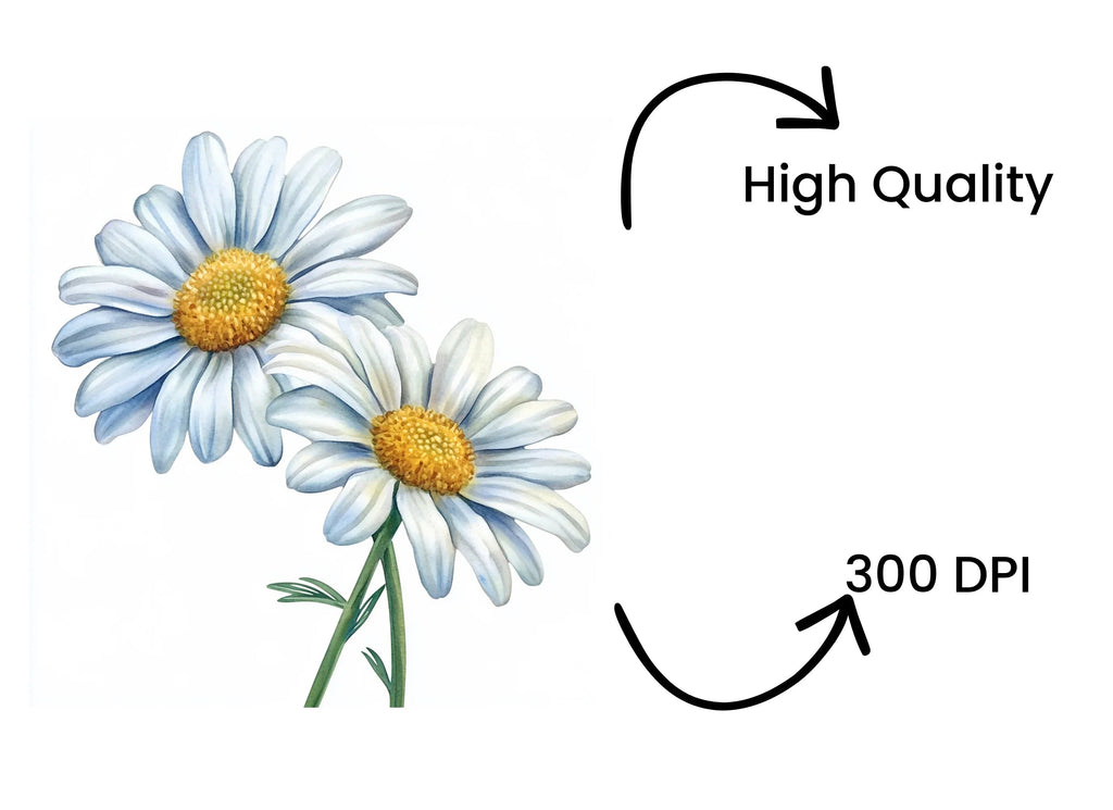 Elegant Daisy Flowers Clipart Bundle