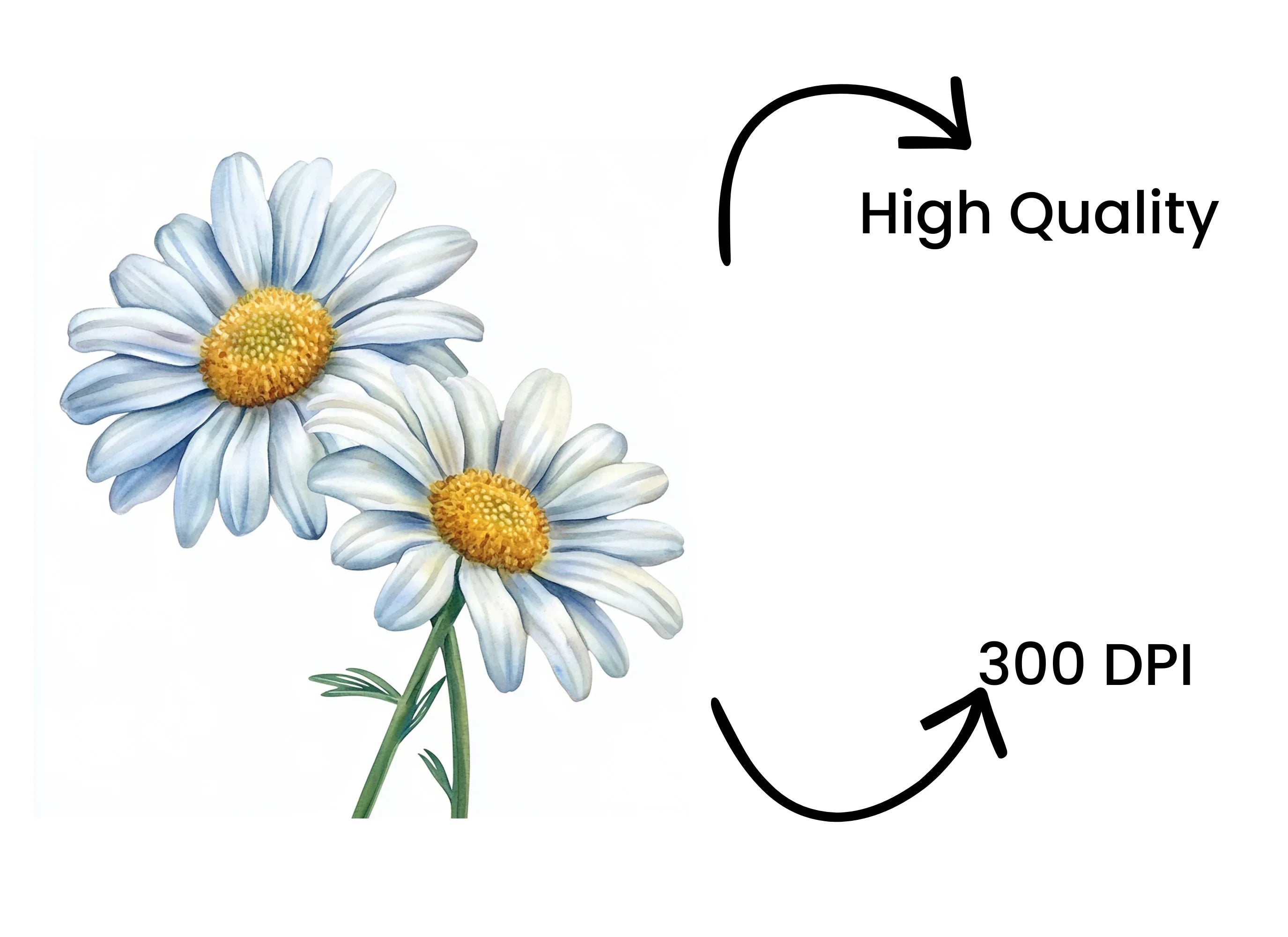 Elegant Daisy Flowers Clipart Bundle