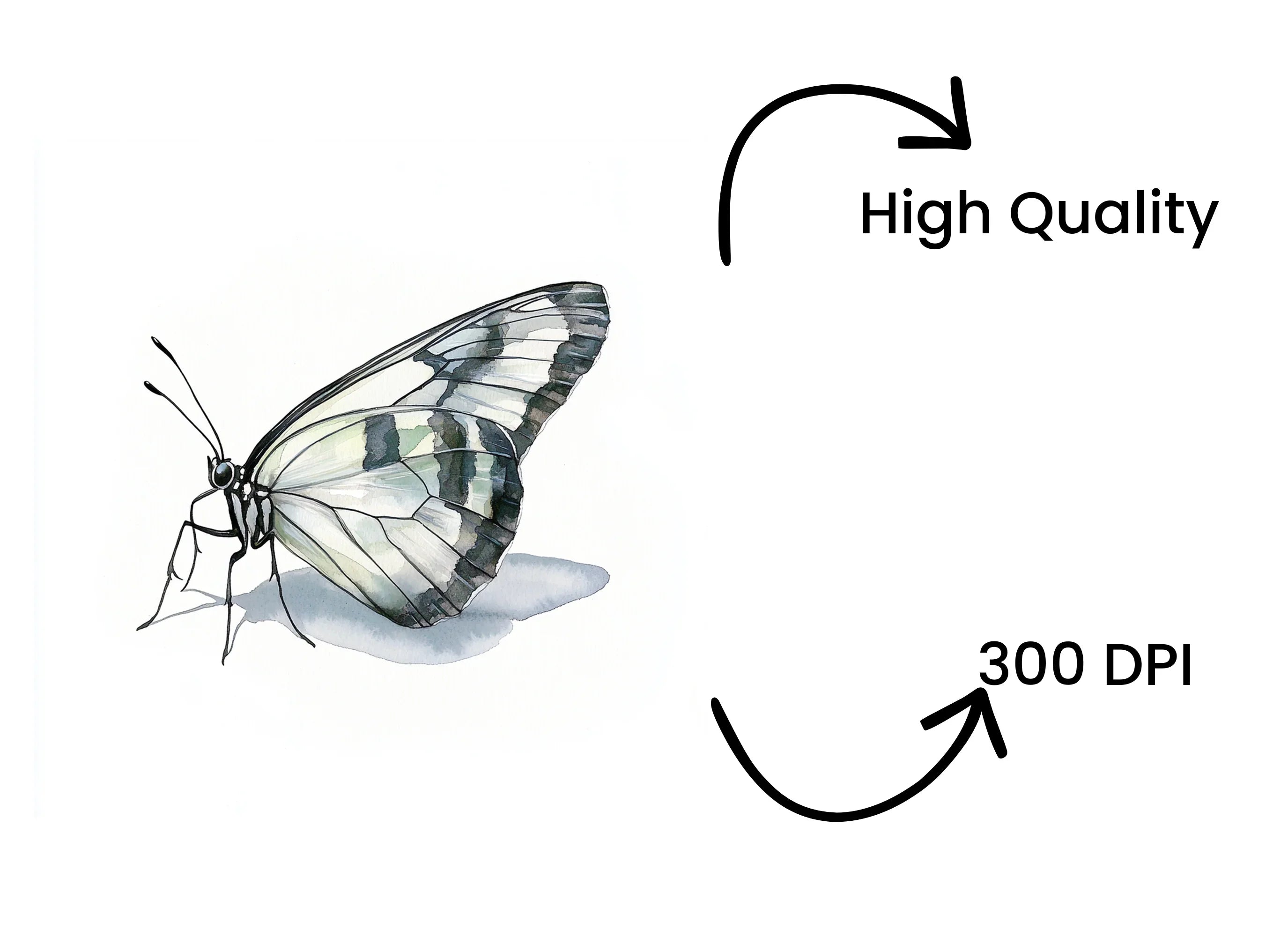 Elegant White Butterfly Clipart Bundle