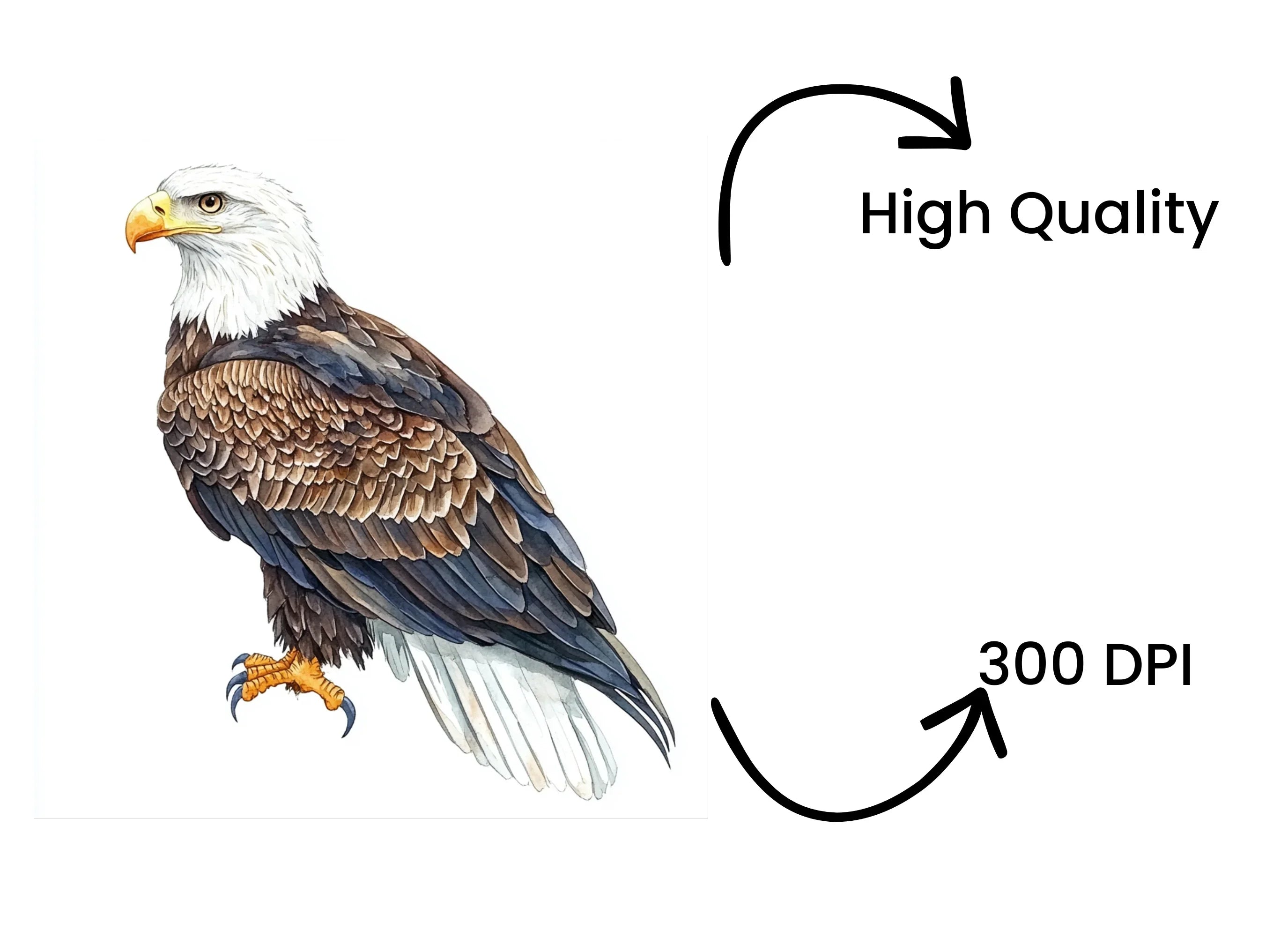 Bald Eagle Clipart Bundle