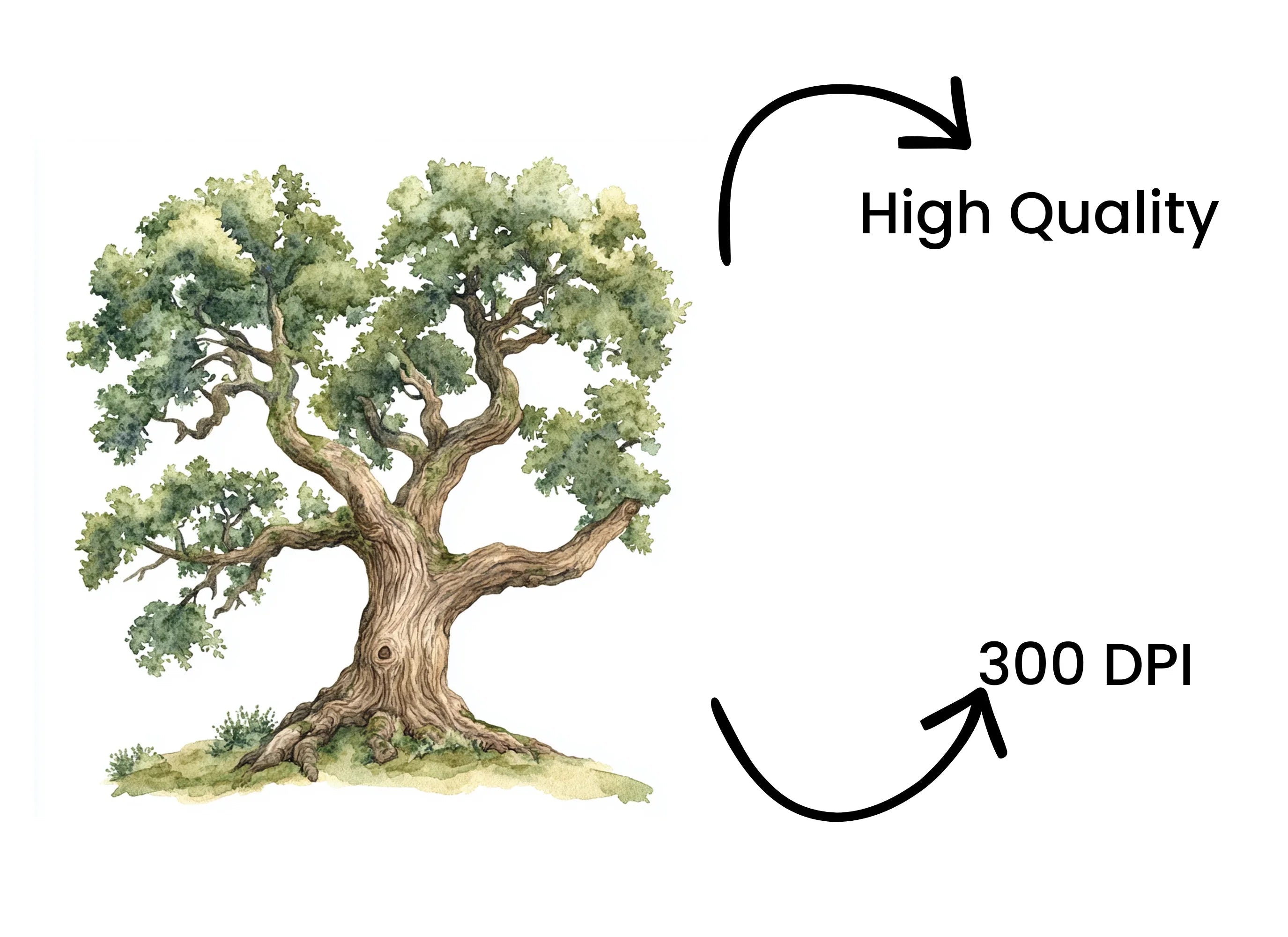 Oak Tree Clipart Bundle