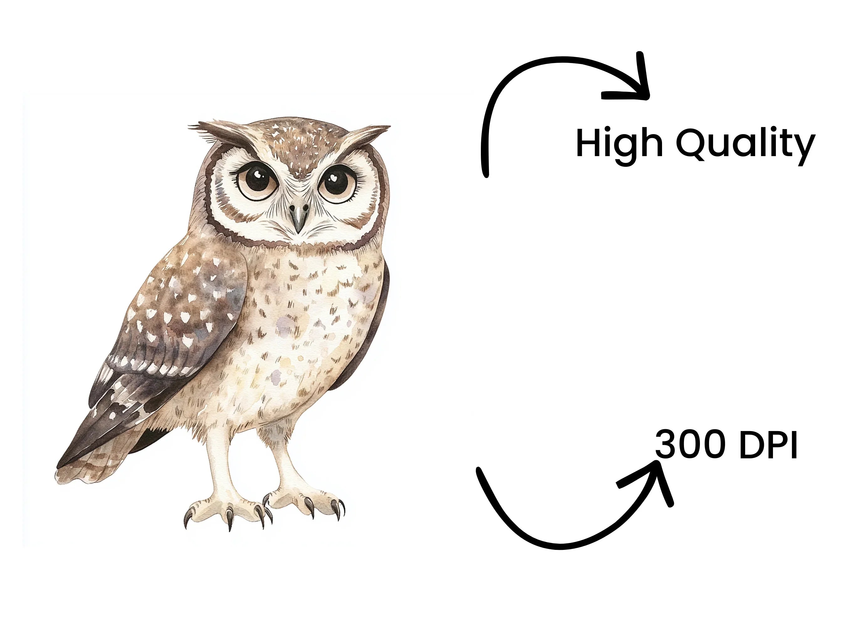Owl Clipart Bundle