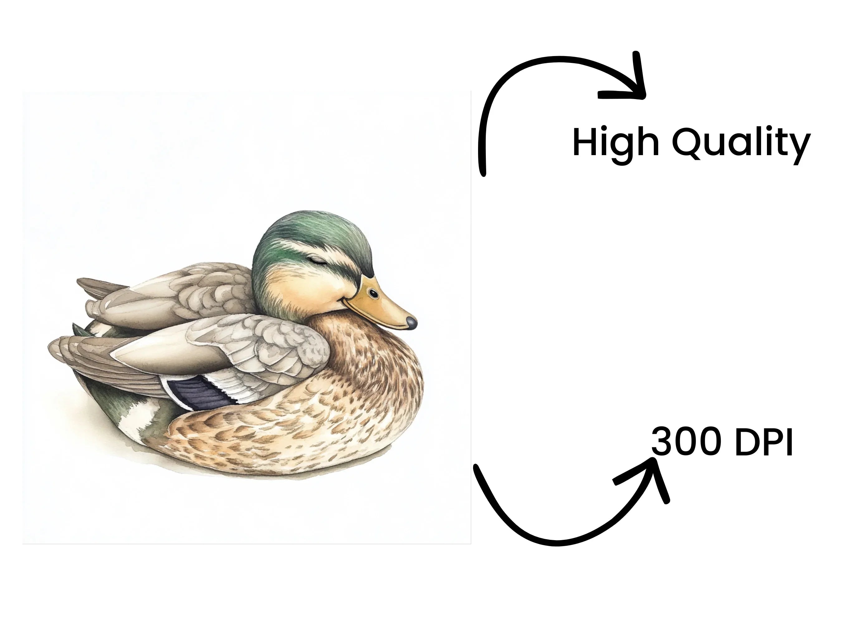 Mallard Duck Clipart Bundle