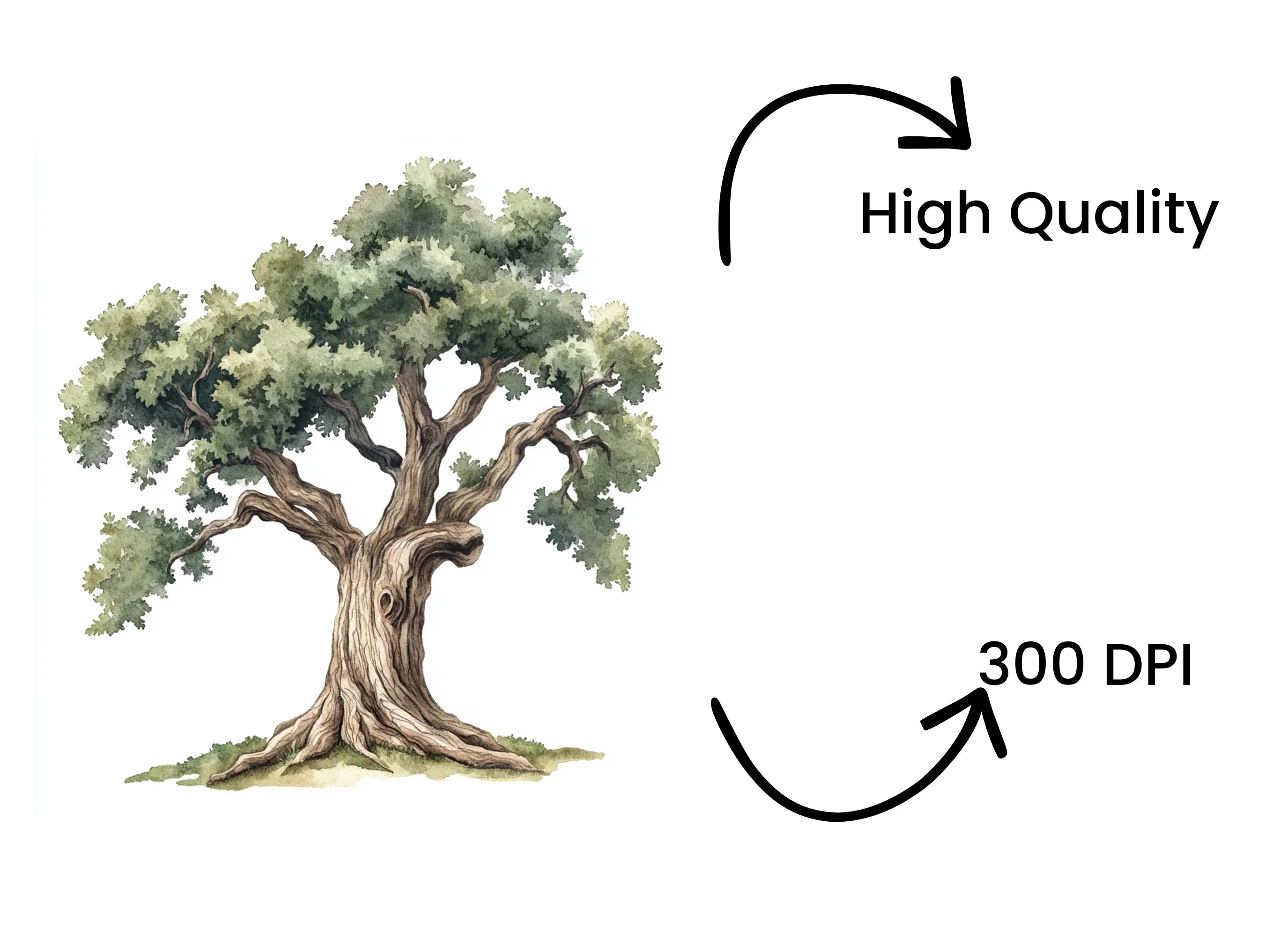 Sturdy Green Oak Tree Clipart Bundle