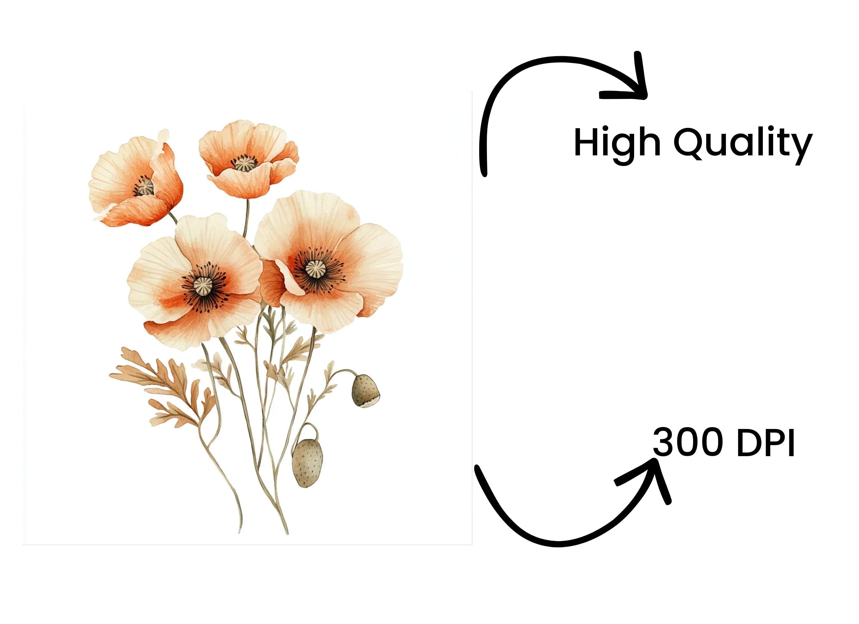Poppy Clipart Bundle