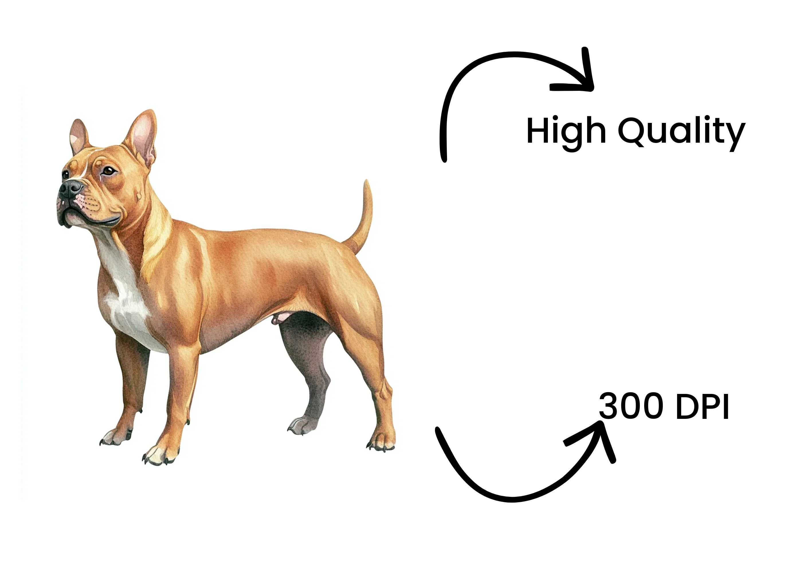 American Staffordshire Terrier Clipart Bundle