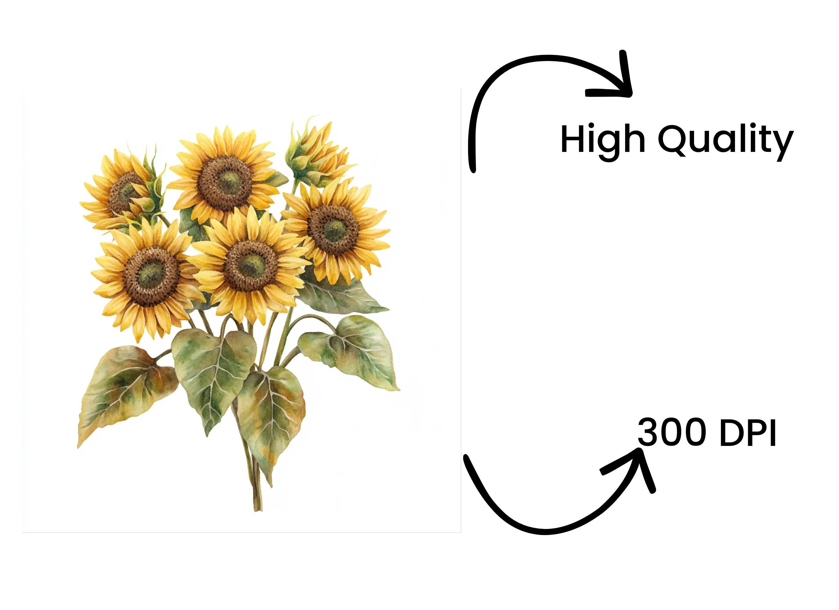 Sunflower Bouquets Clipart Bundle