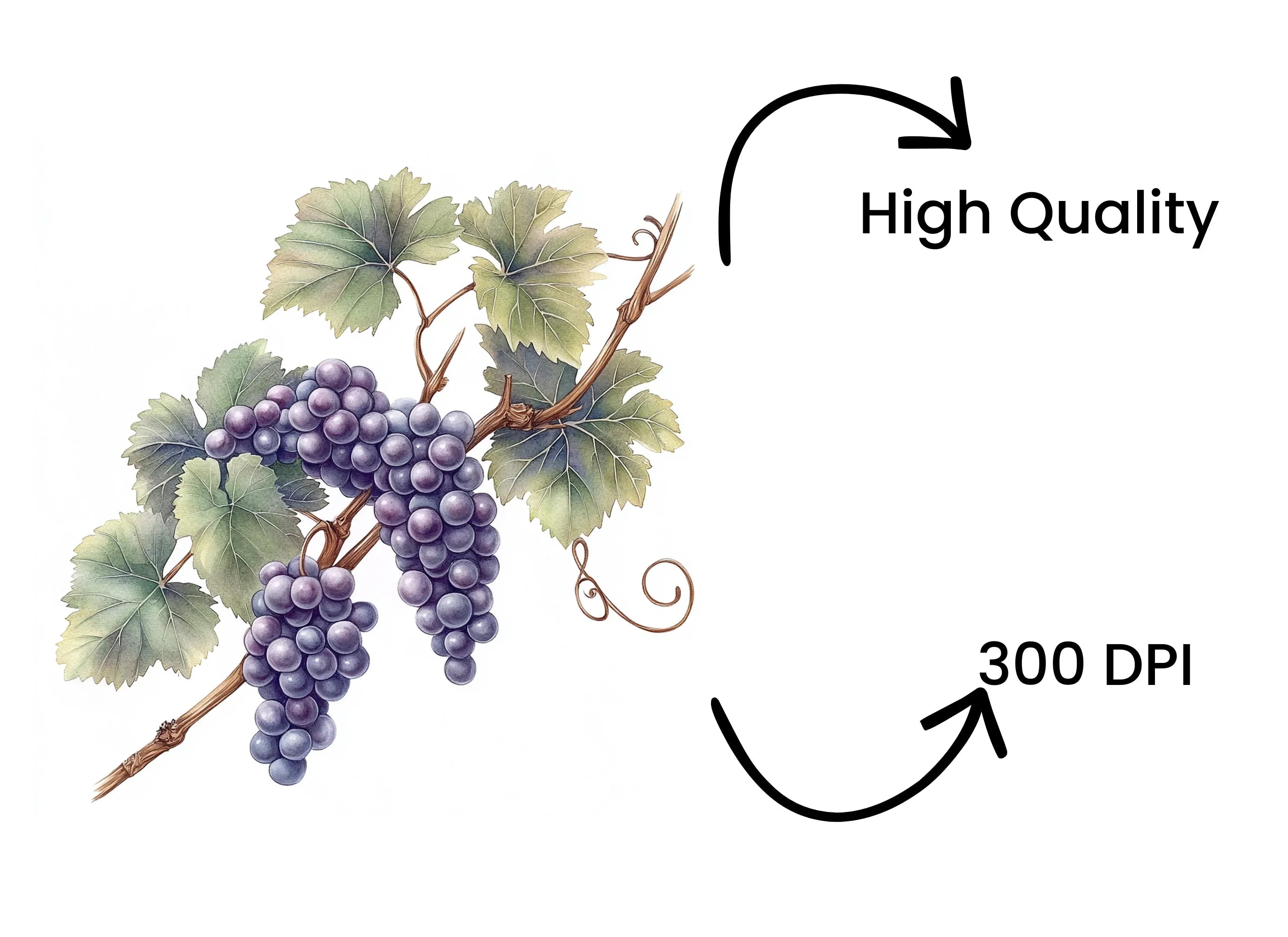 Elegant Grape Cluster Clipart Bundle
