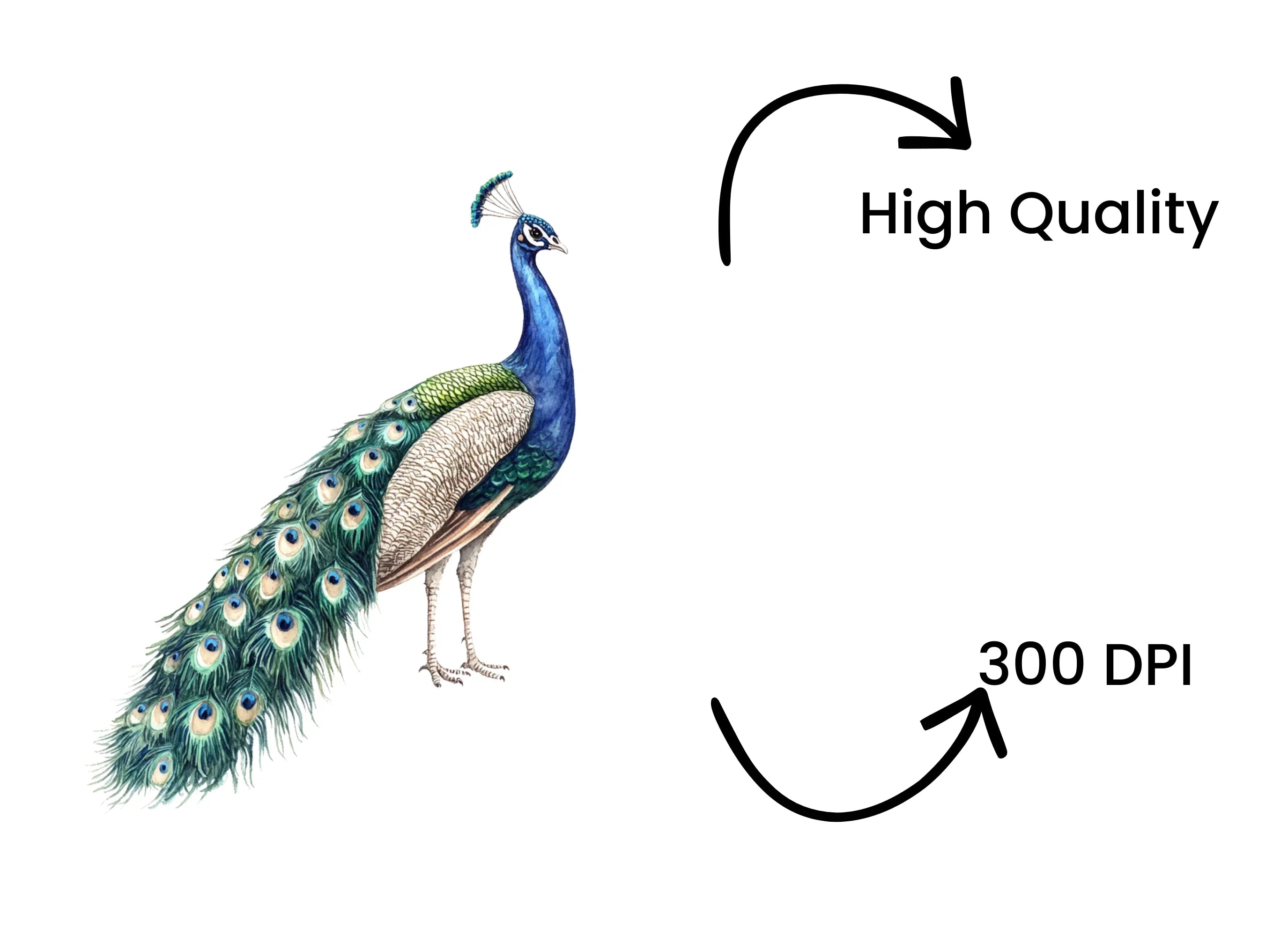 Elegant Peacock Clipart Bundle