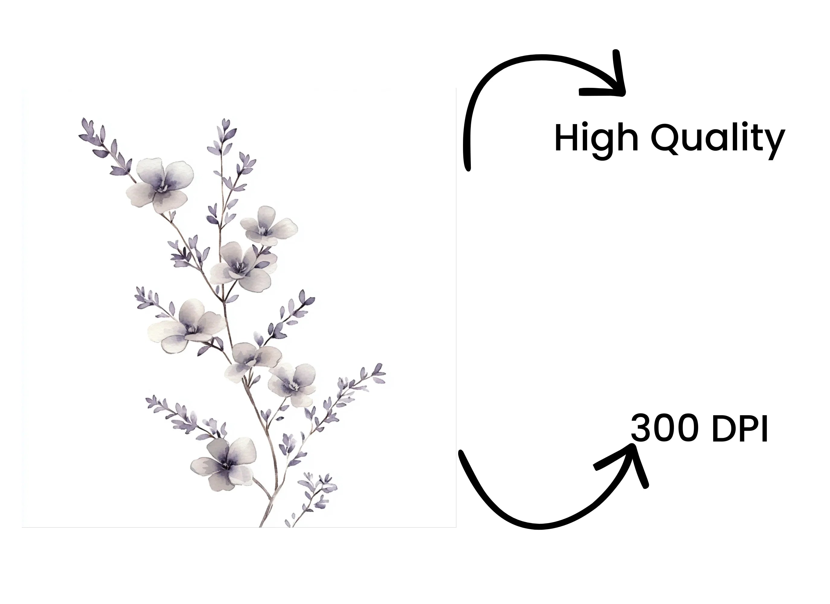 Eucalyptus and Lavender Clipart Bundle