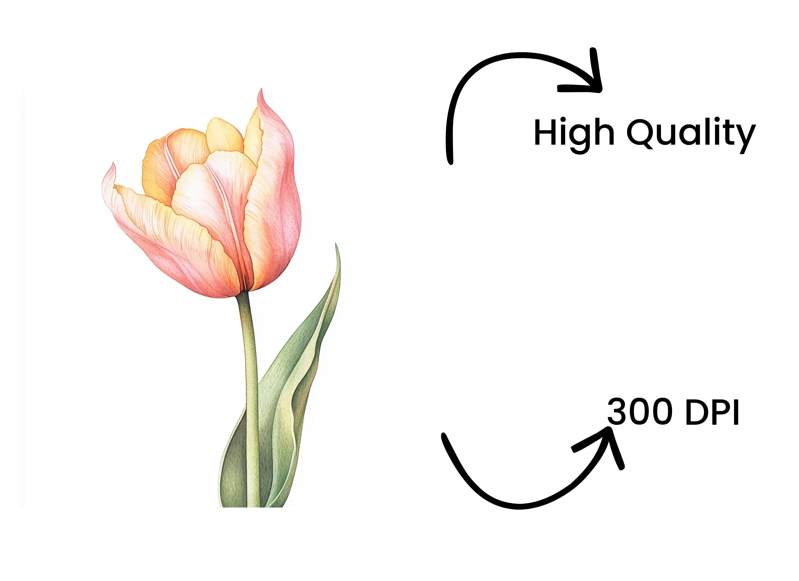 Pink and Yellow Tulip Clipart Bundle
