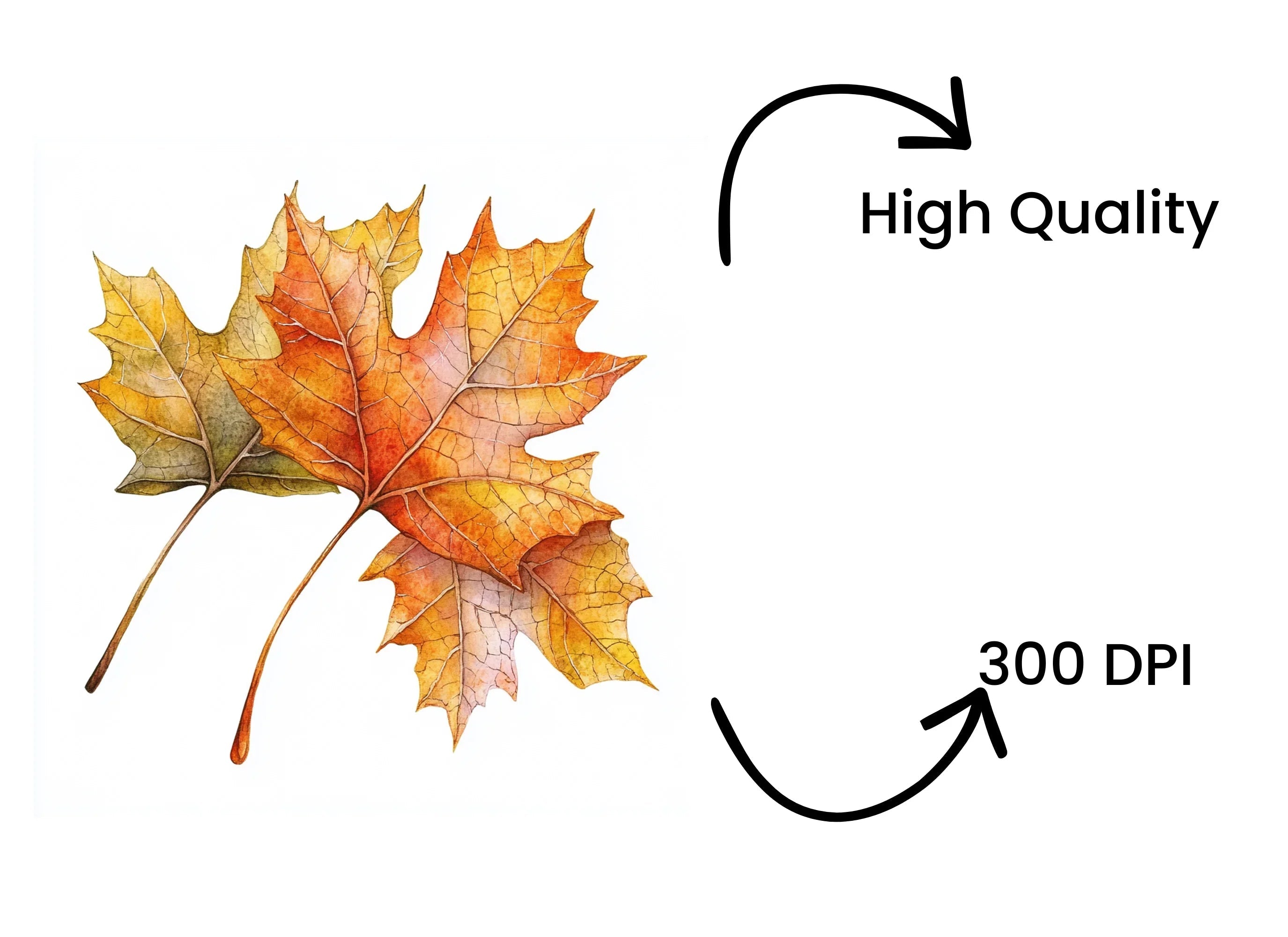 Autumn Maple Leaves Clipart Bundle