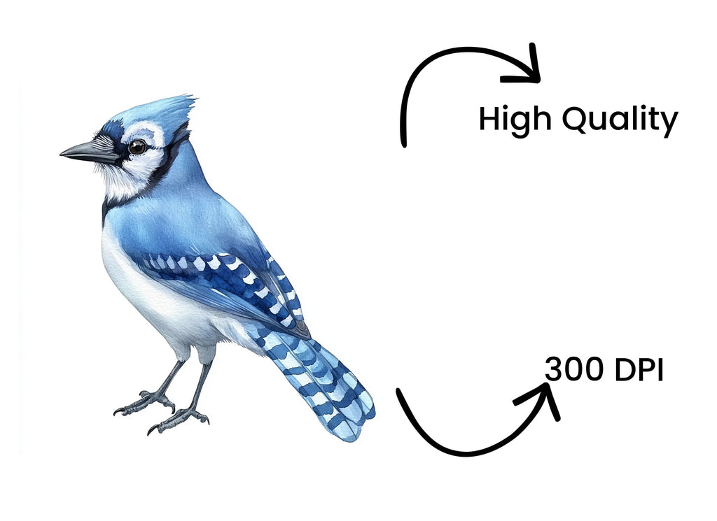 Blue Jay Bird Clipart Bundle