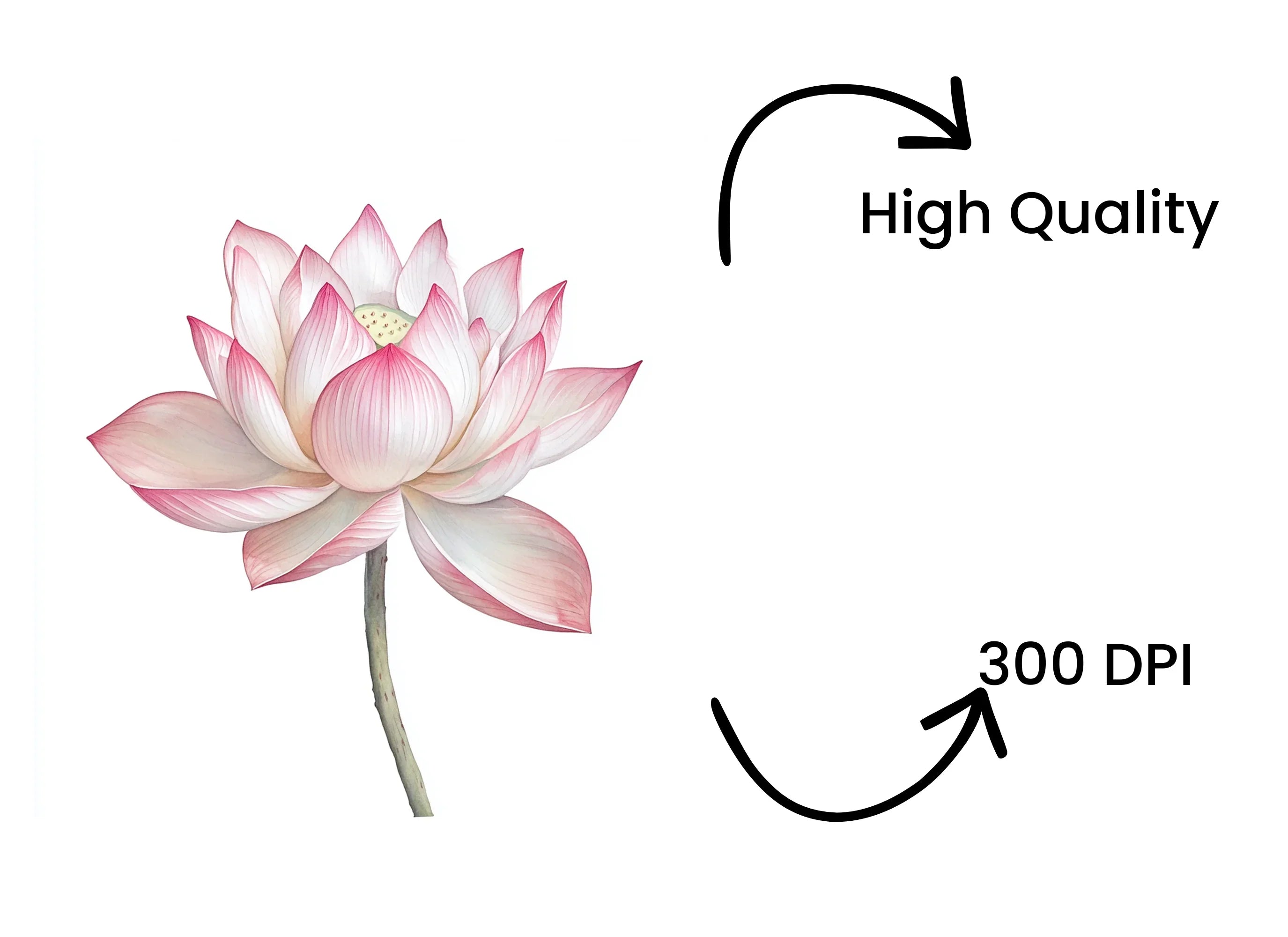 Elegant Pink Lotus Flower Clipart Bundle