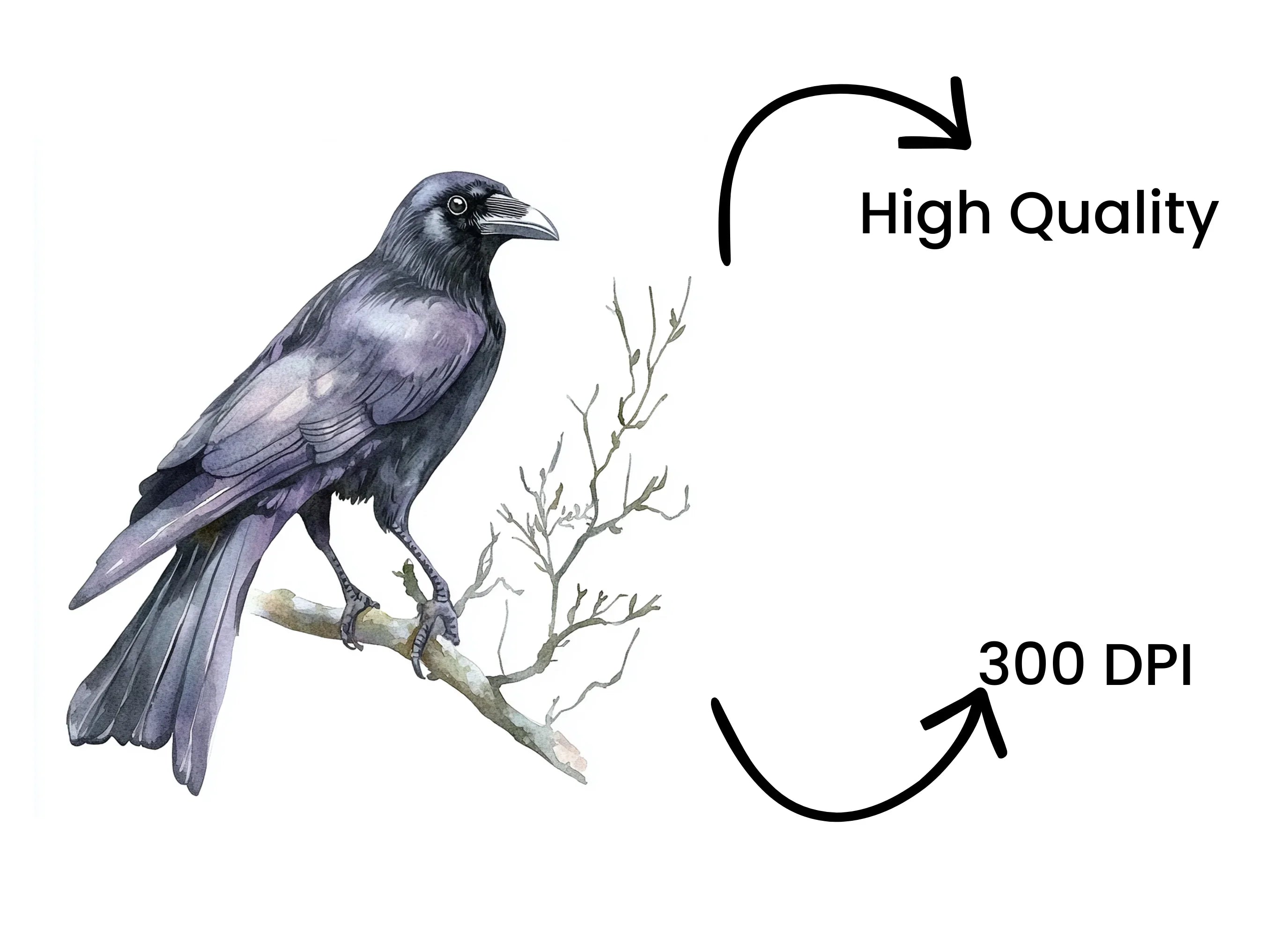 Black Crow Bird Clipart Bundle