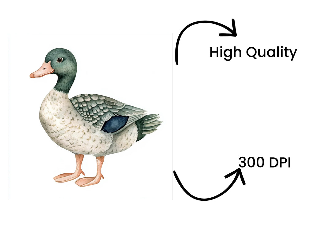 Mallard Duck Clipart Bundle