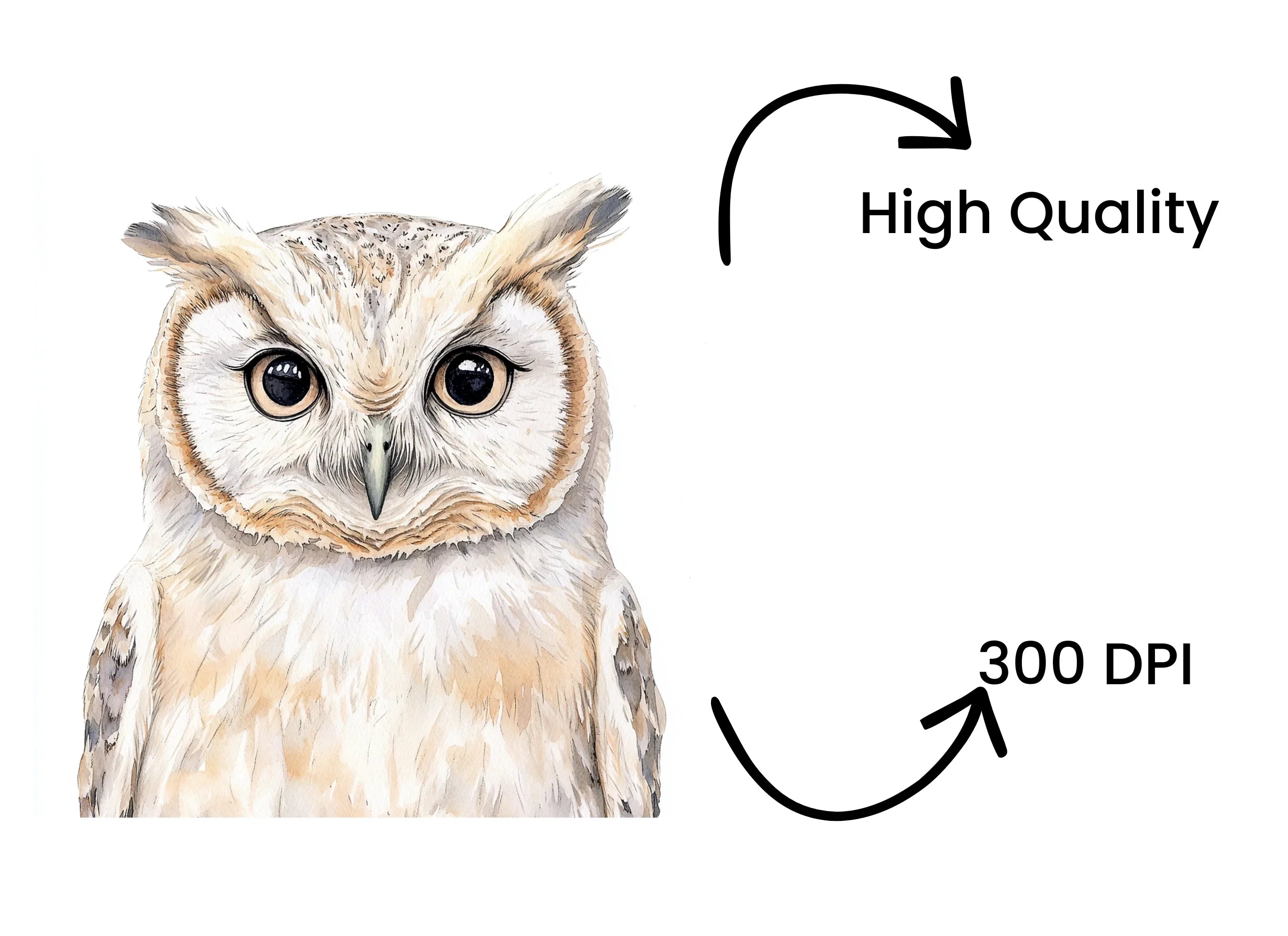 Owl Clipart Bundle
