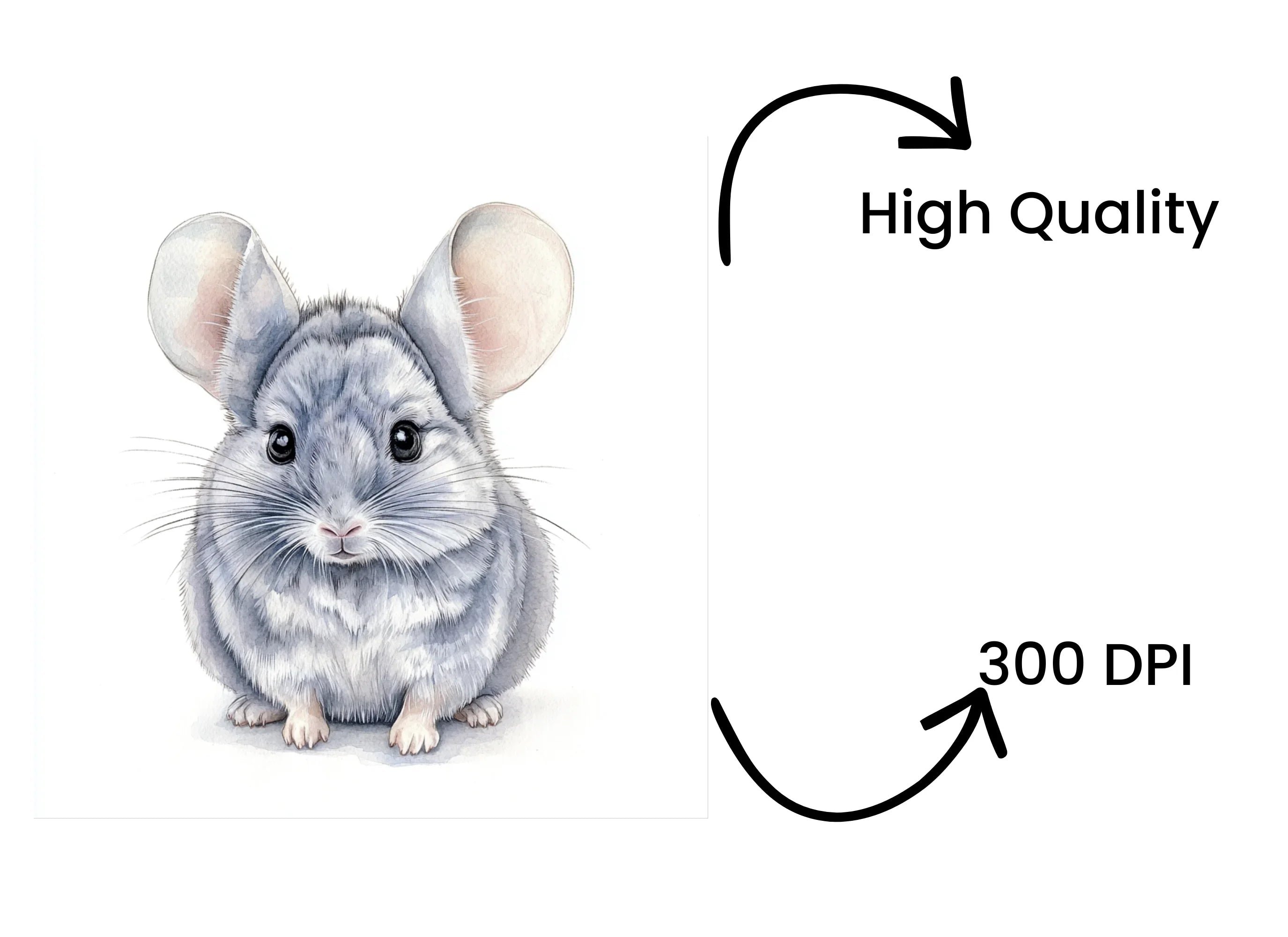 Chinchilla Clipart Bundle