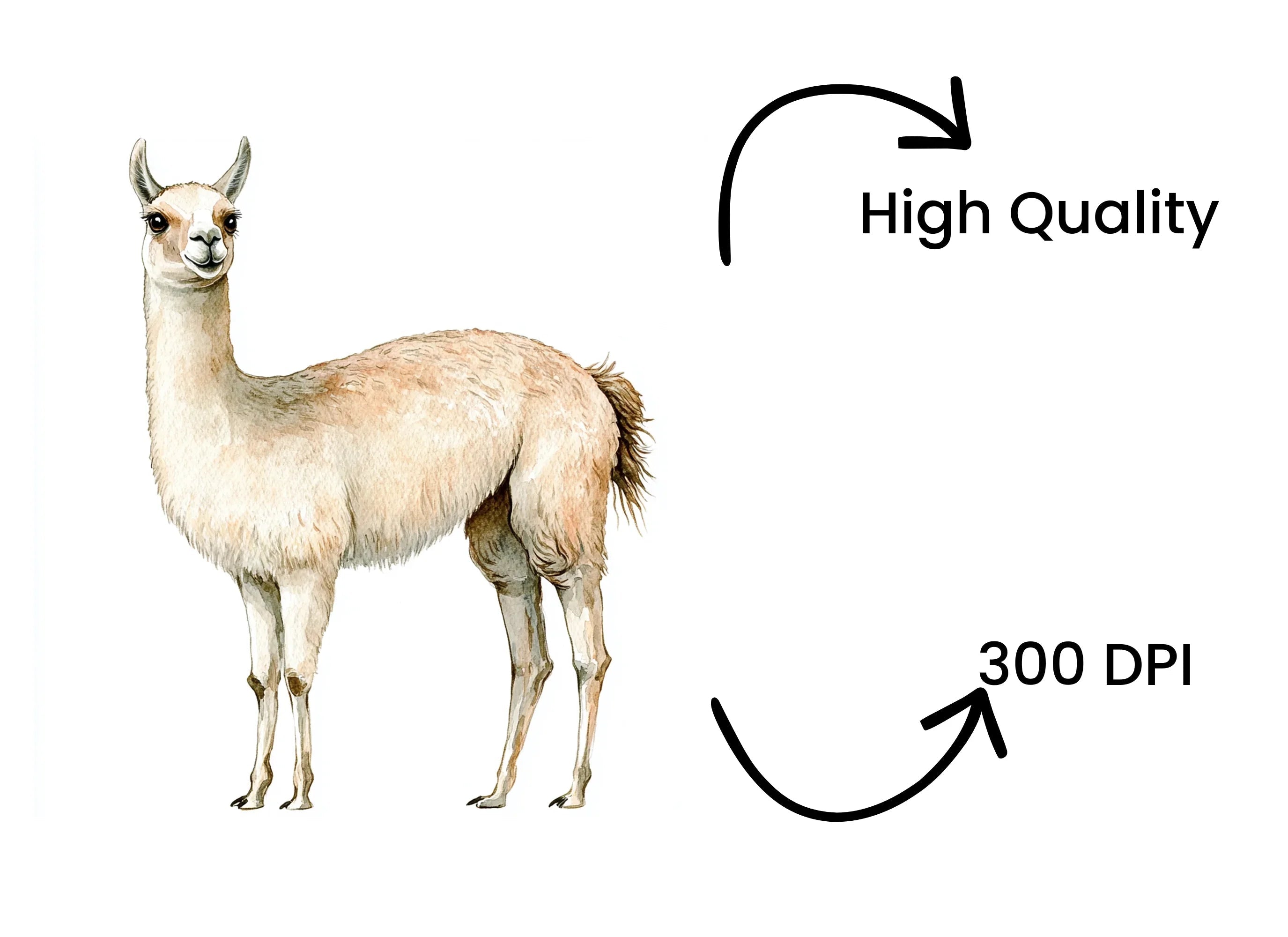 Body Llama Clipart Bundle