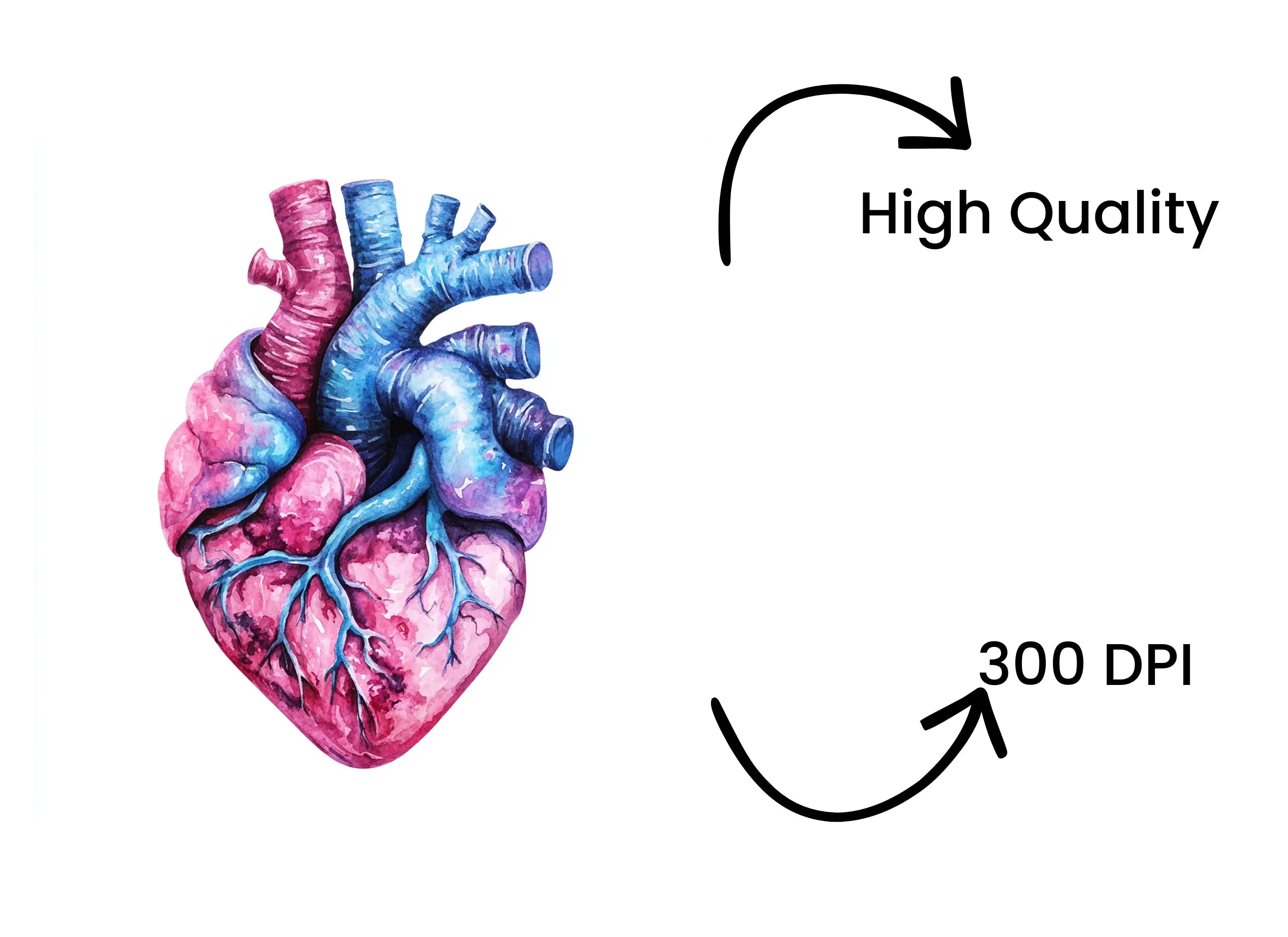 Anatomical Hearts Clipart Bundle