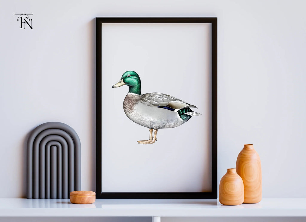Mallard Duck Clipart Bundle
