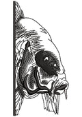 Seal Fish Head Embroidery Design