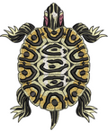 Tortoise Embroidery Design